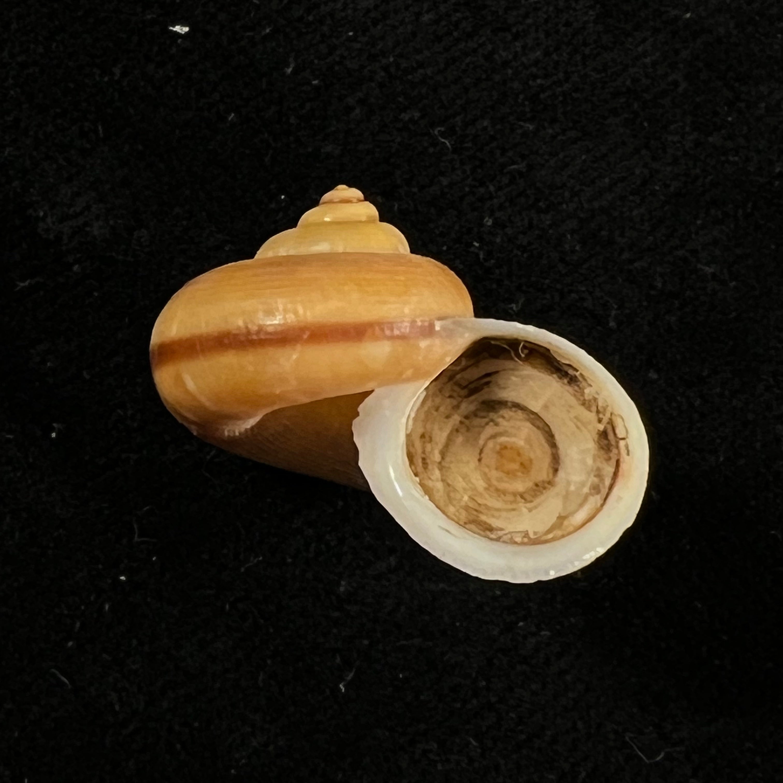 Tropidophora semidecussata var. macareae (Petit de la Saussaye, 1853) - 23,7mm