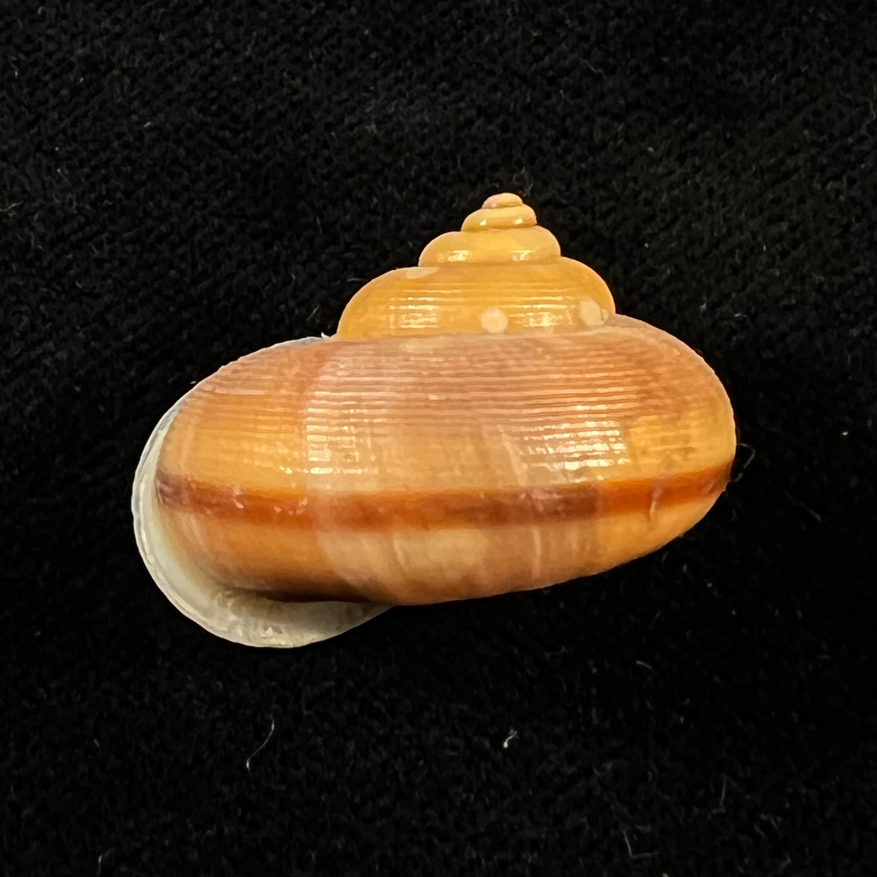 Tropidophora semidecussata var. macareae (Petit de la Saussaye, 1853) - 28,1mm