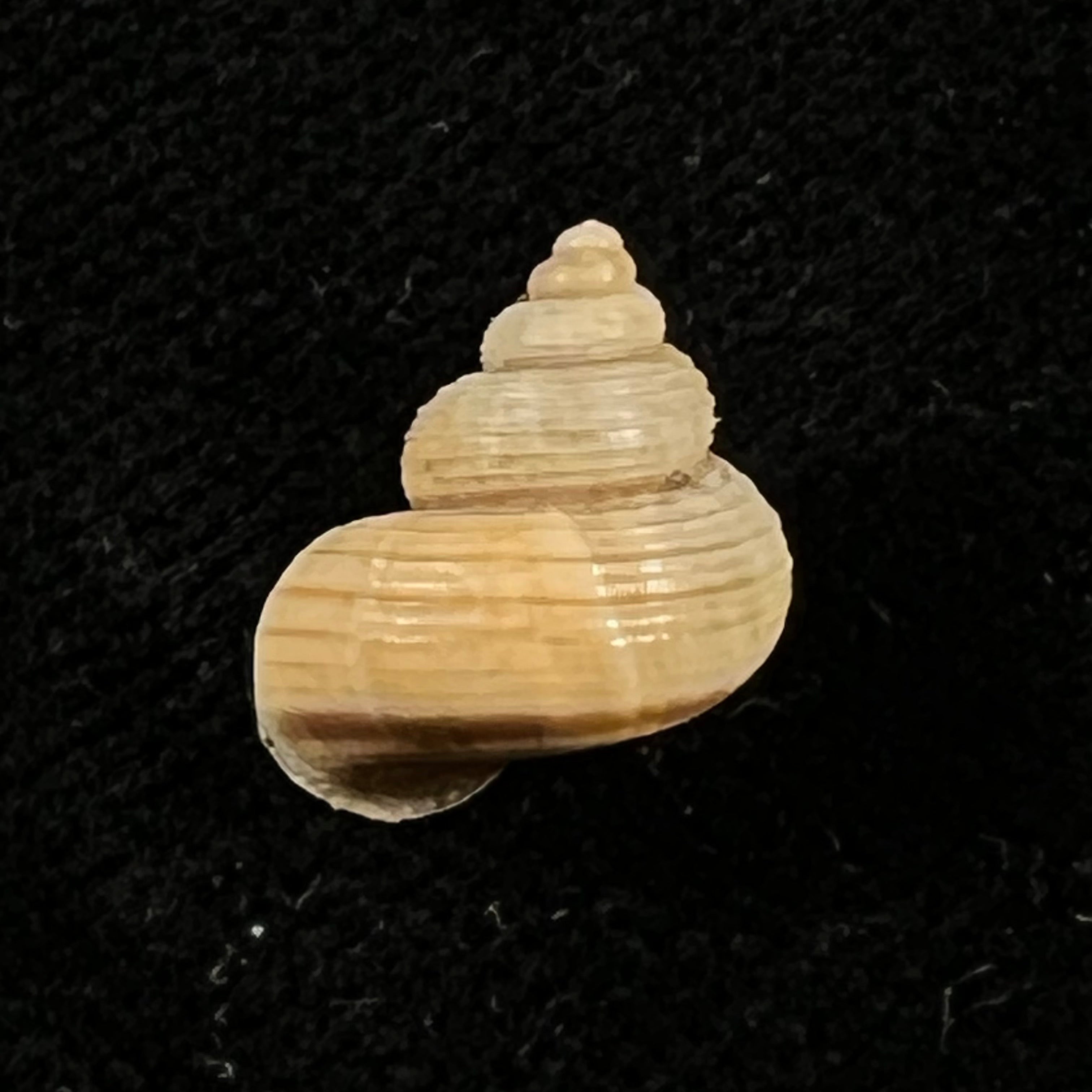 Tropidophora cincinna (G. B. Sowerby I, 1843) - 12,9mm