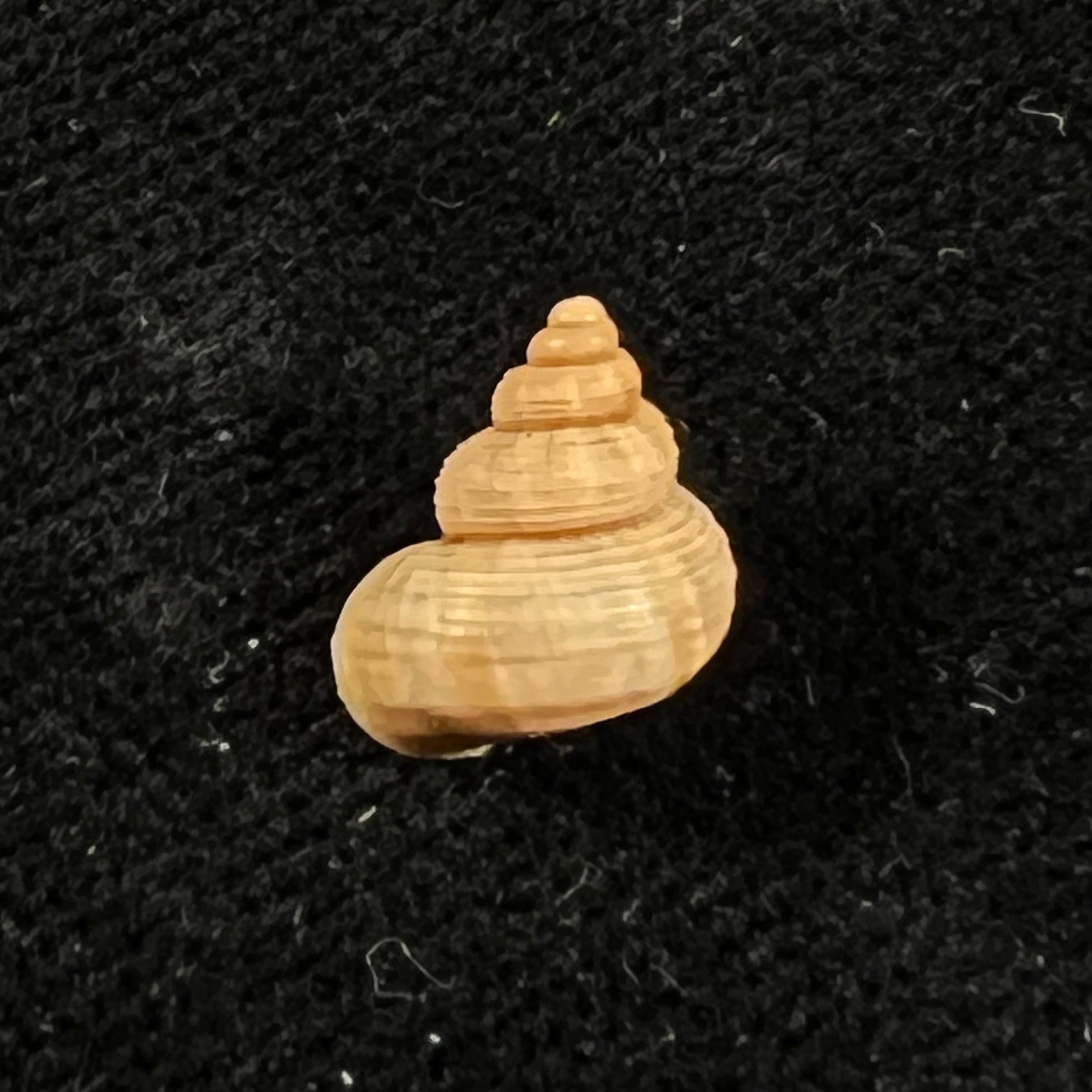 Tropidophora cincinna (G. B. Sowerby I, 1843) - 10,3mm