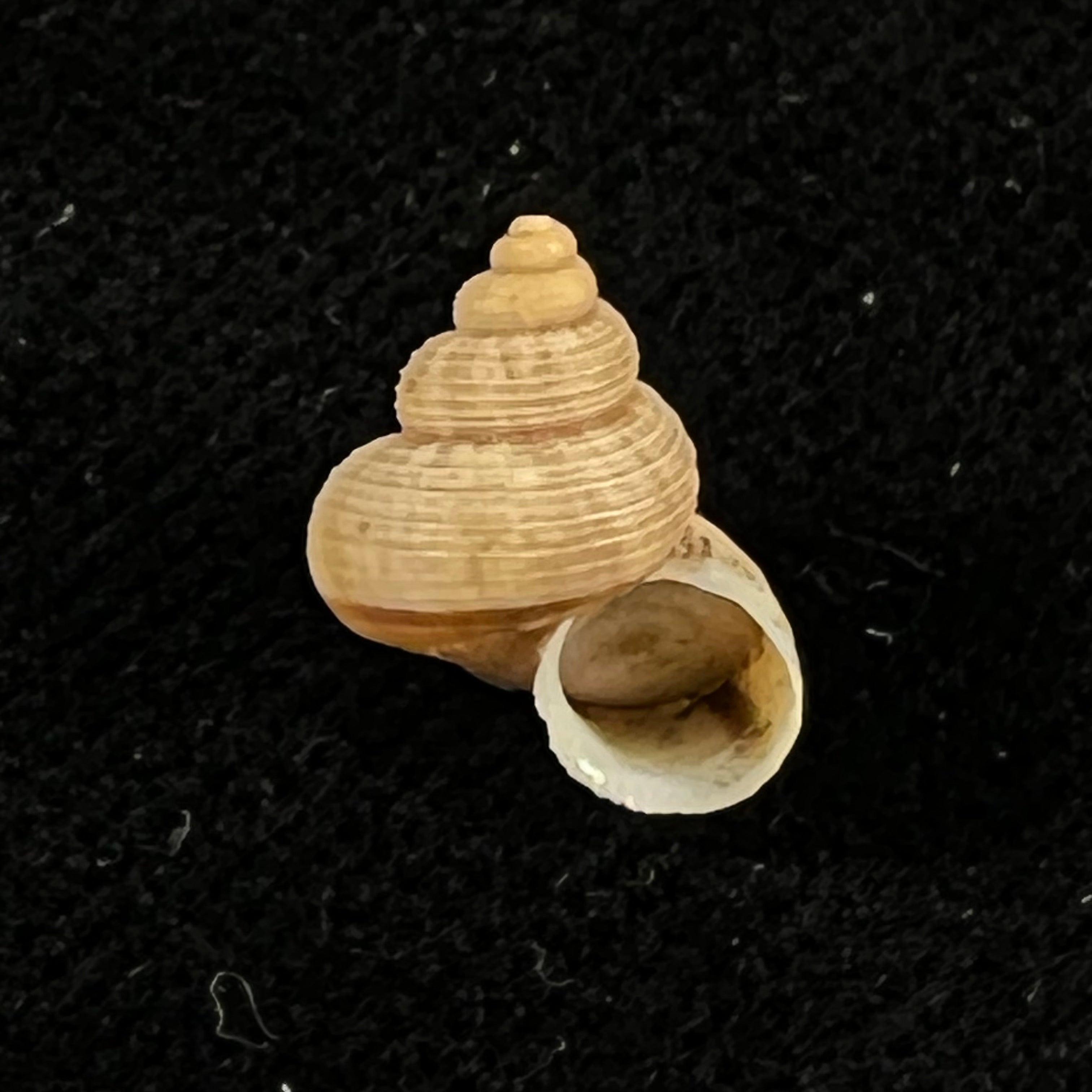 Tropidophora cincinna (G. B. Sowerby I, 1843) - 11,5mm