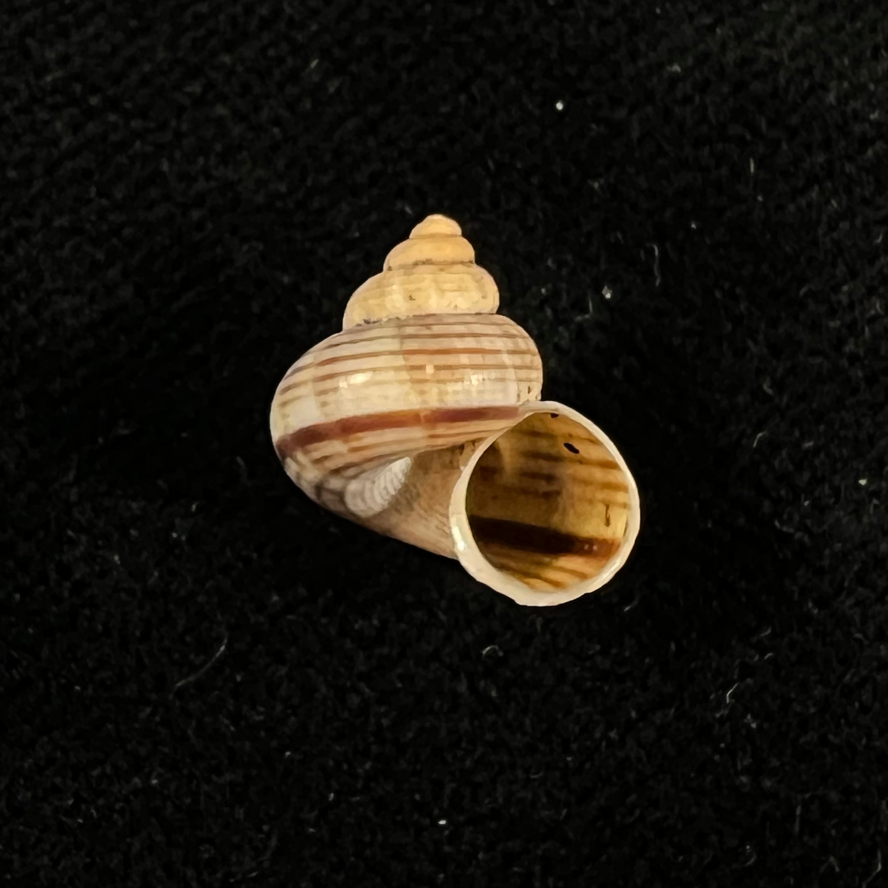 Tropidophora vallorzi Fischer-Piette, C. P. Blanc, F. Blanc & F. Salvat, 1993 - 12,9mm