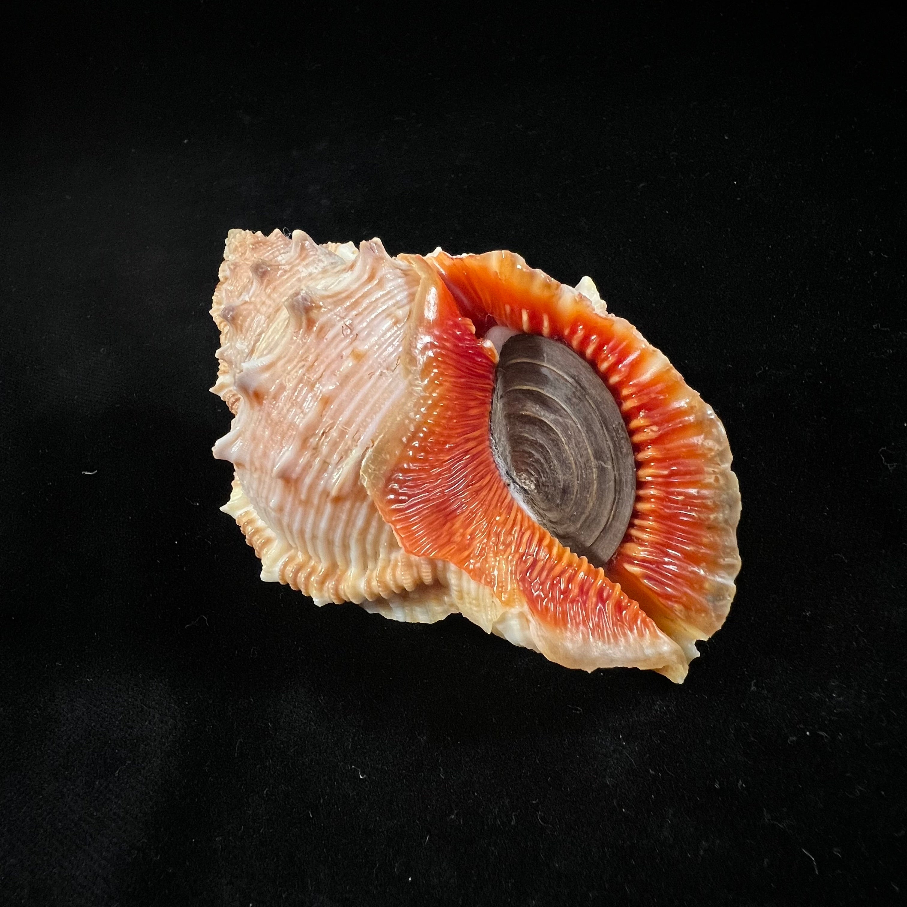 Bufonaria foliata (Broderip, 1825) - 90,1毫米