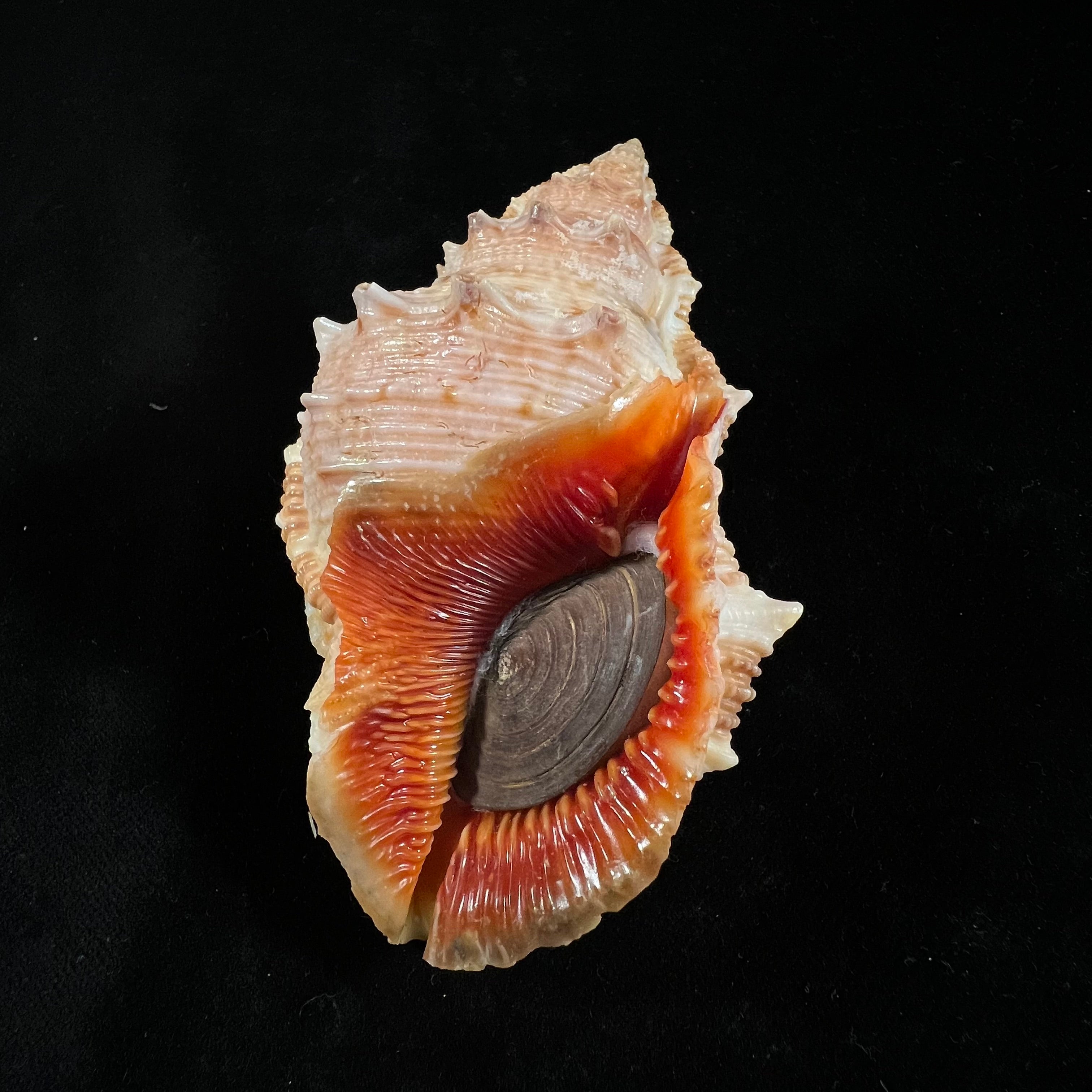 Bufonaria foliata (Broderip, 1825) - 90,1毫米