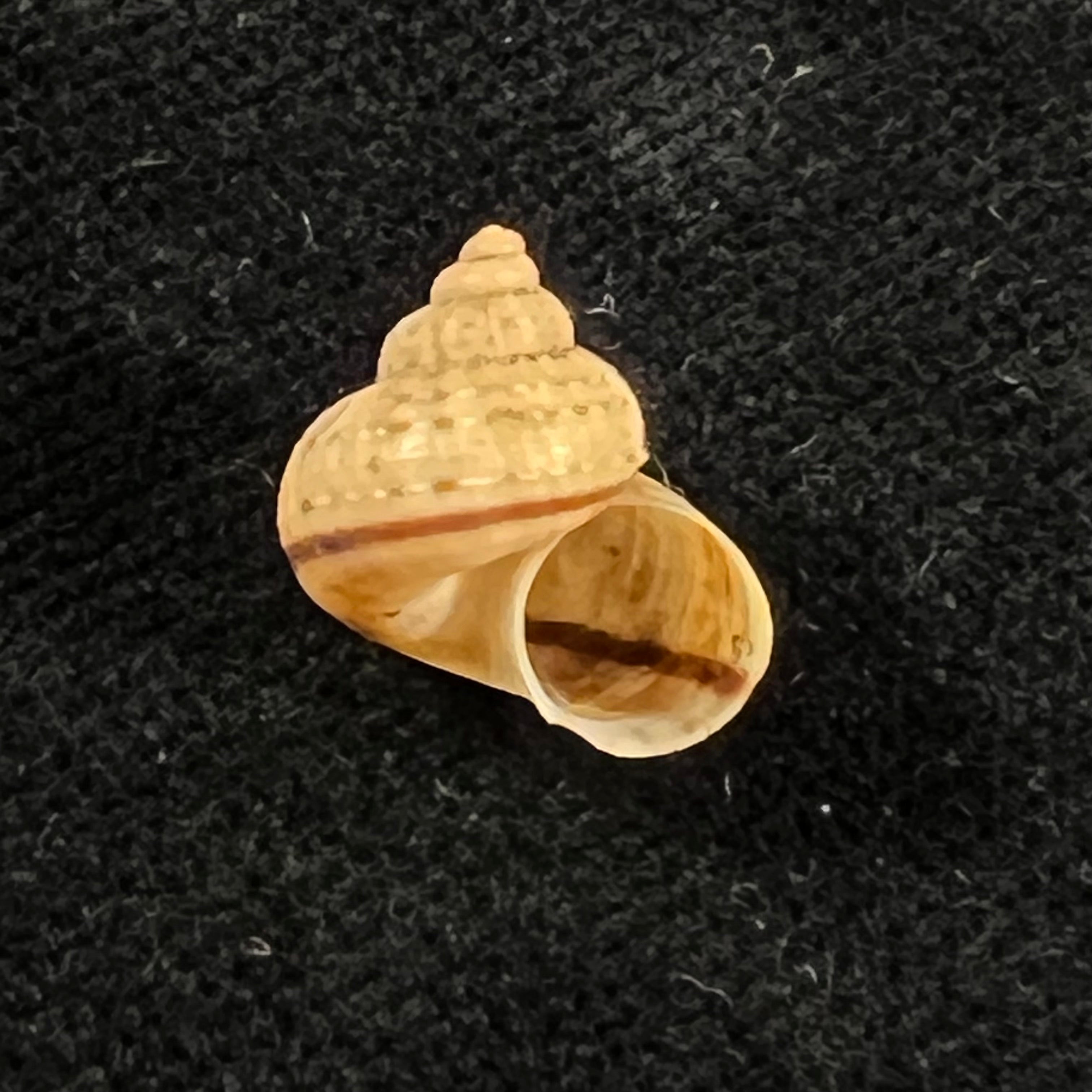 Tropidophora vallorzi Fischer-Piette, C. P. Blanc, F. Blanc & F. Salvat, 1993 - 12,9mm