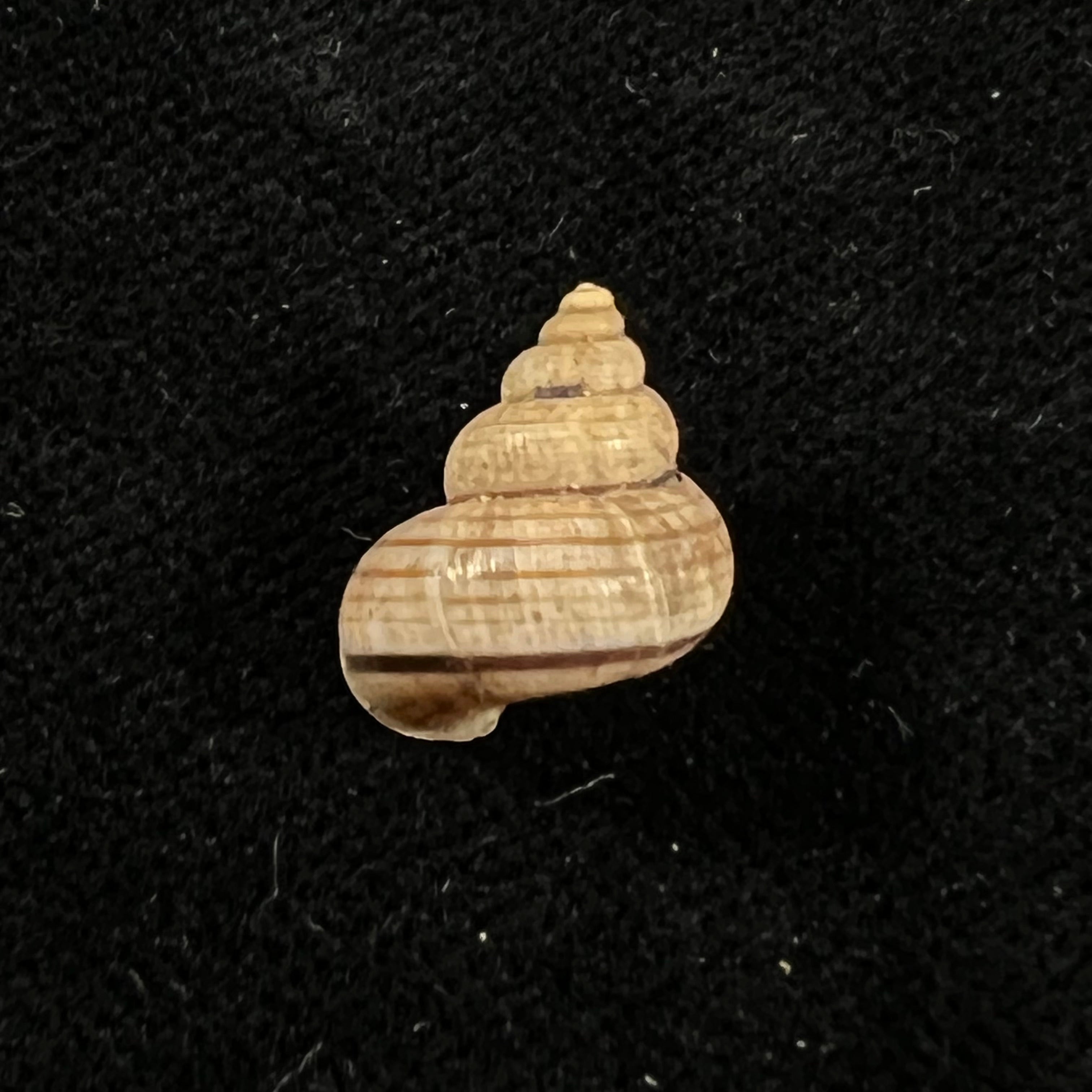 Tropidophora vallorzi Fischer-Piette, C. P. Blanc, F. Blanc & F. Salvat, 1993 - 14,1mm