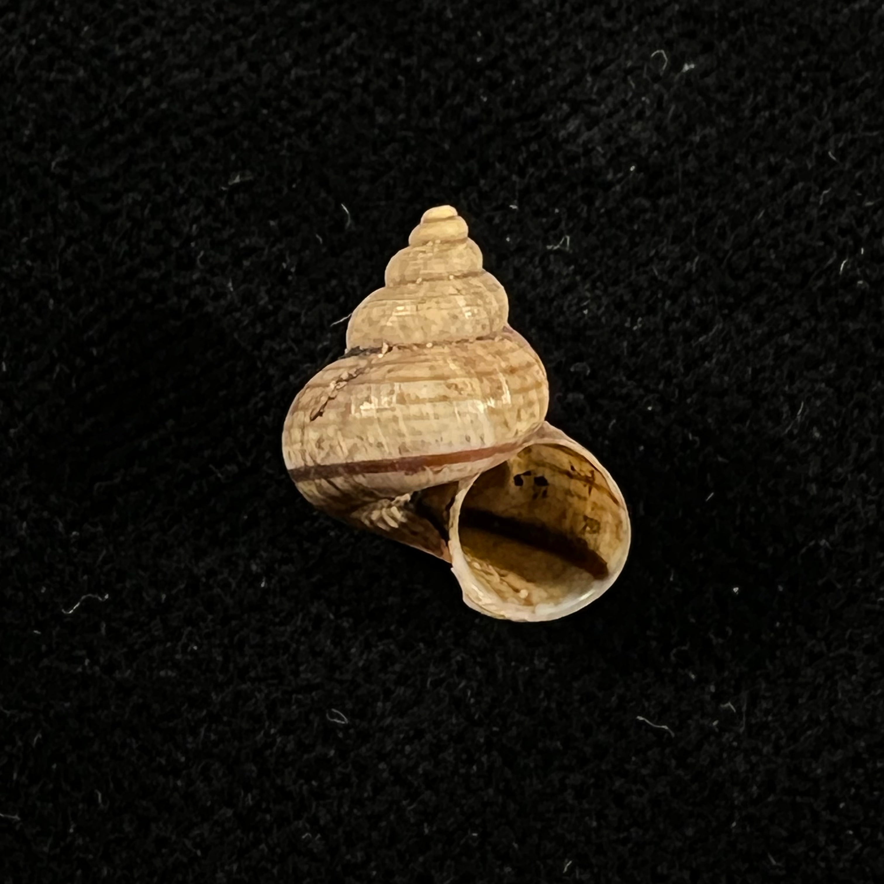 Tropidophora vallorzi Fischer-Piette, C. P. Blanc, F. Blanc & F. Salvat, 1993 - 14,1mm