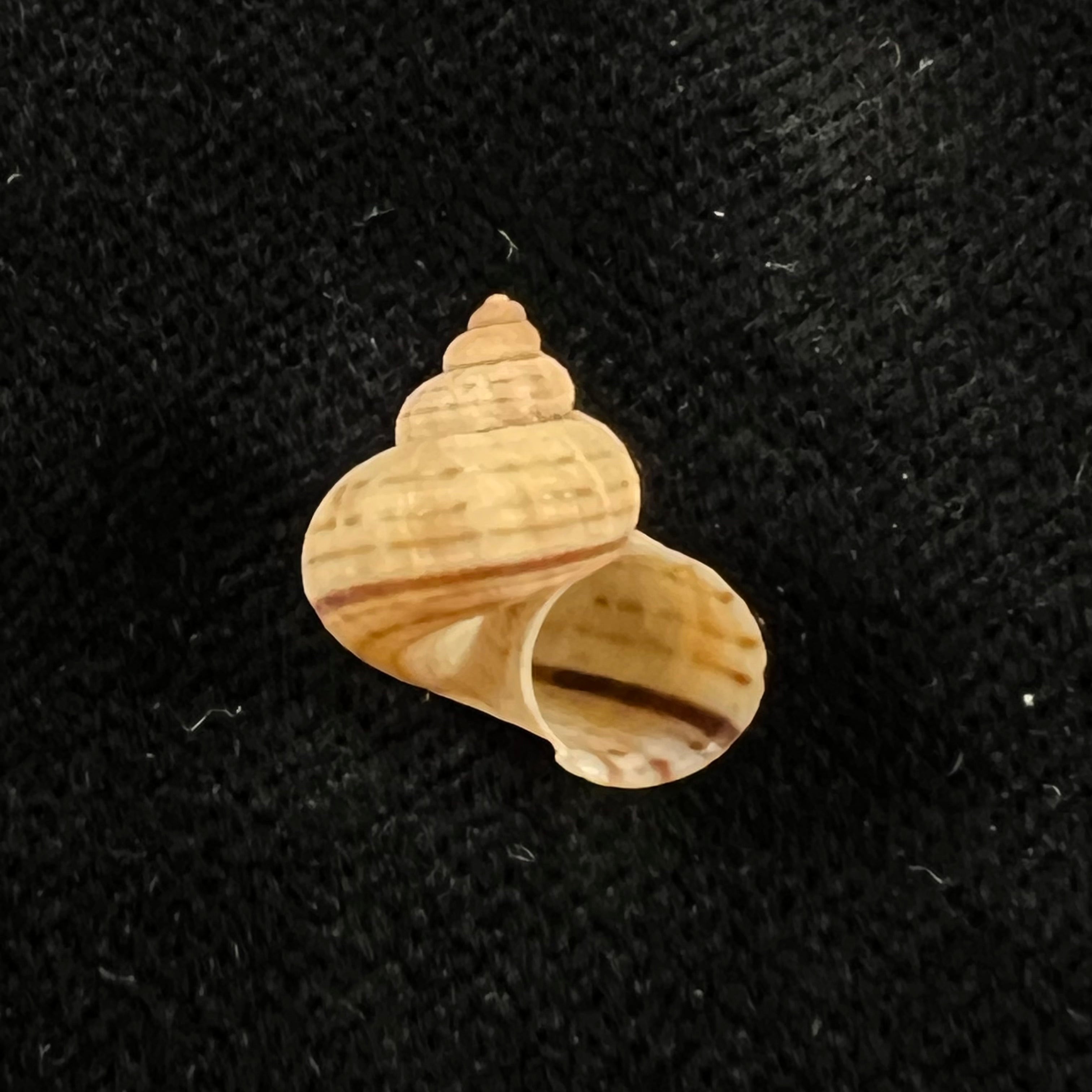 Tropidophora vallorzi Fischer-Piette, C. P. Blanc, F. Blanc & F. Salvat, 1993 - 13,5mm