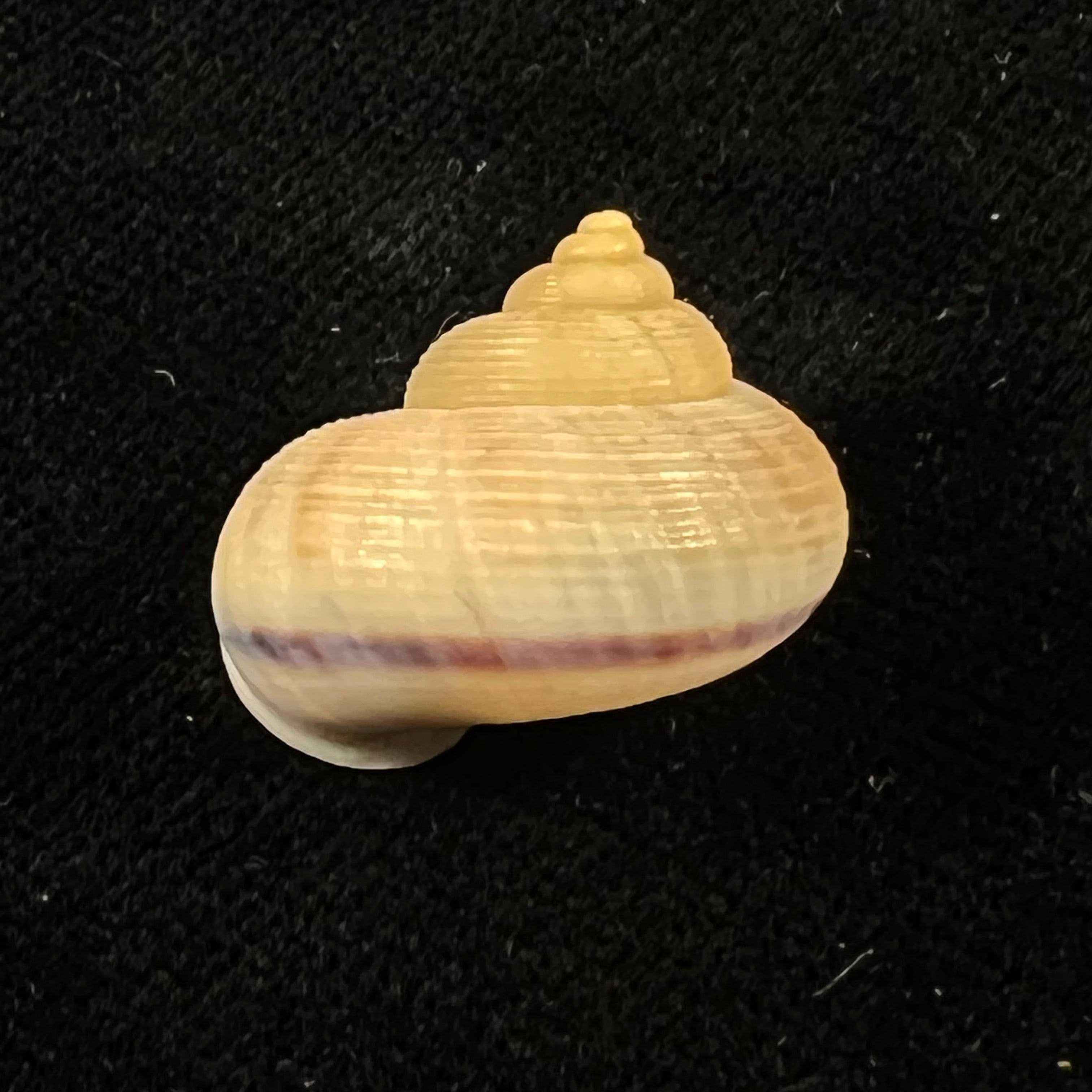 Tropidophora carnicolor Fulton, 1902 - 21,1mm