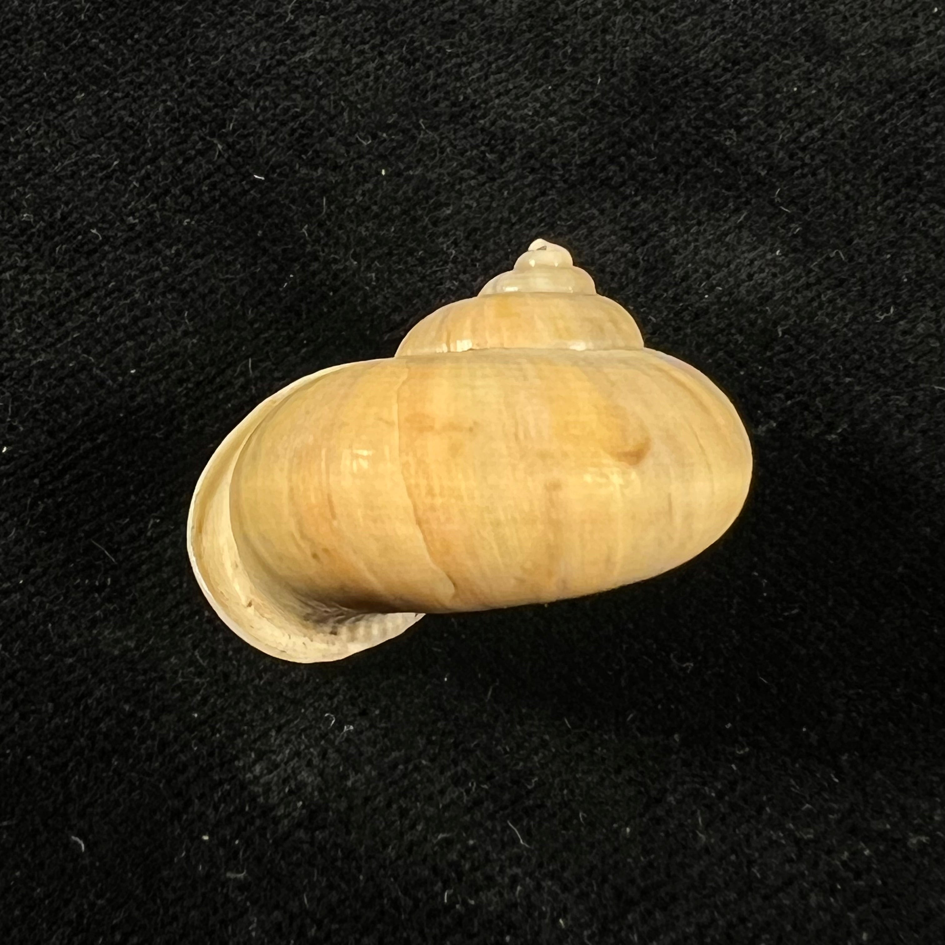 Tropidophora tricarinata var. chenui Fischer-Piette, 1949 - 30,2mm