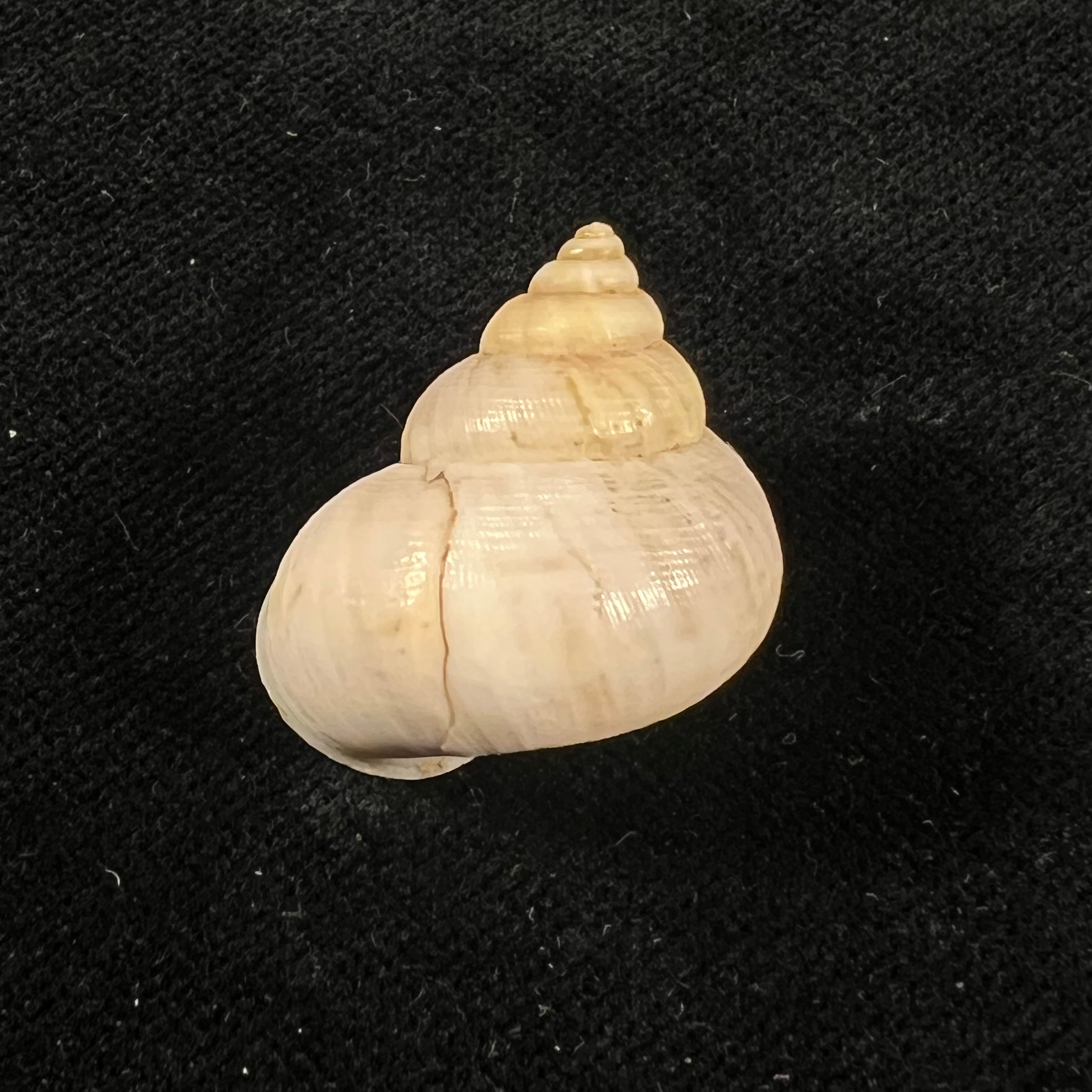 Tropidophora microchasma (L. Pfeiffer, 1857) - 27mm