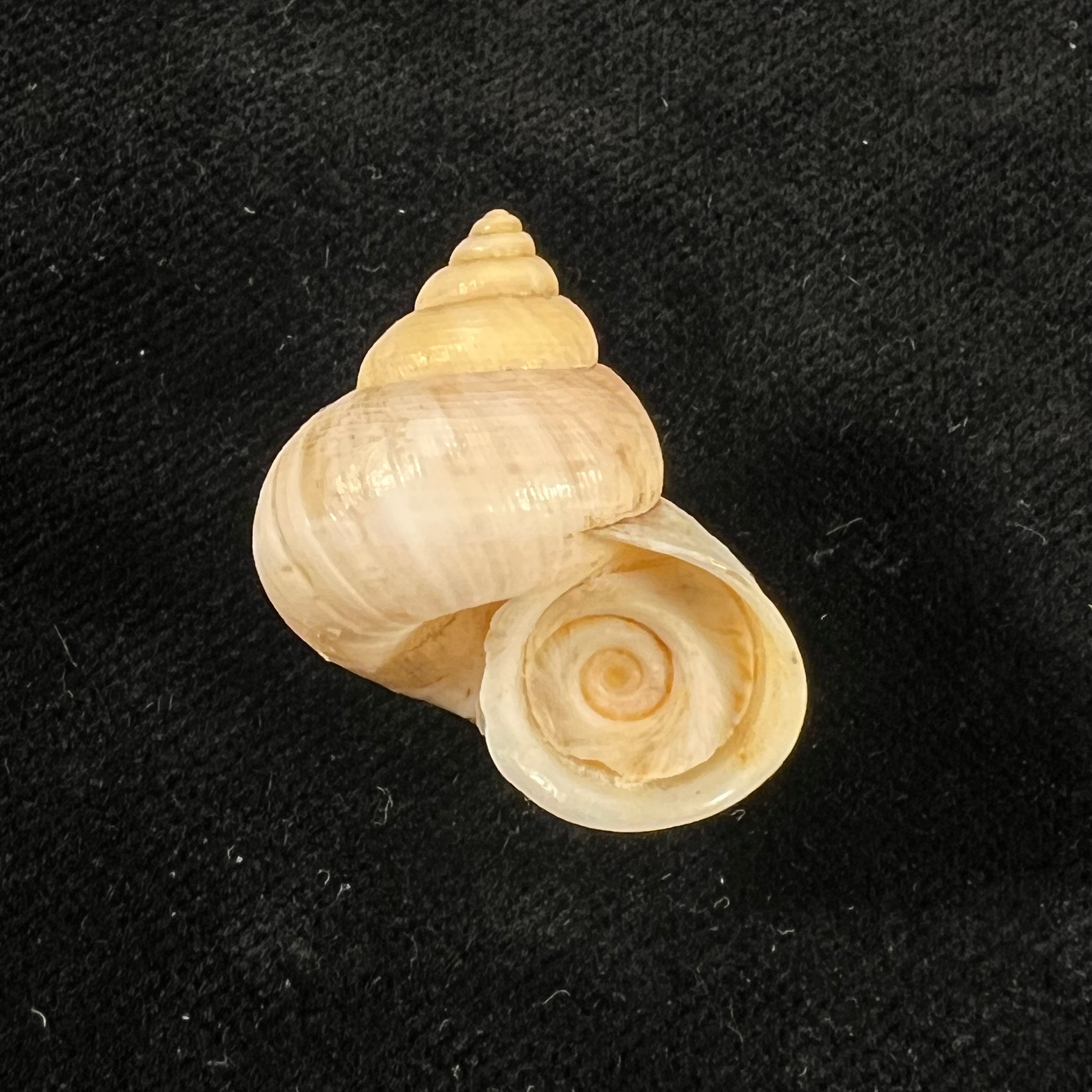 Tropidophora microchasma (L. Pfeiffer, 1857) - 27mm