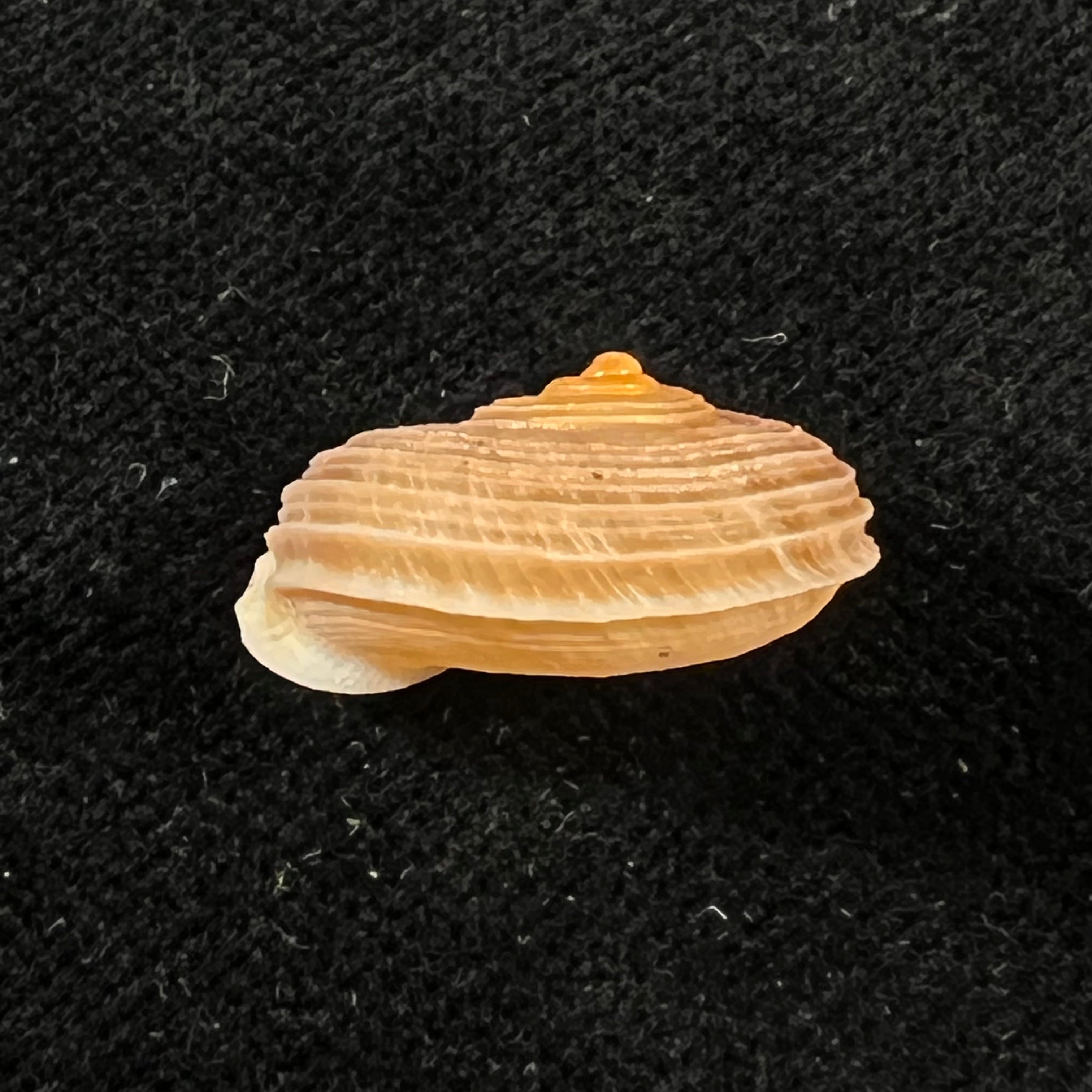 Tropidophora deshayesiana (Petit de la Saussaye, 1844) - 18,7mm