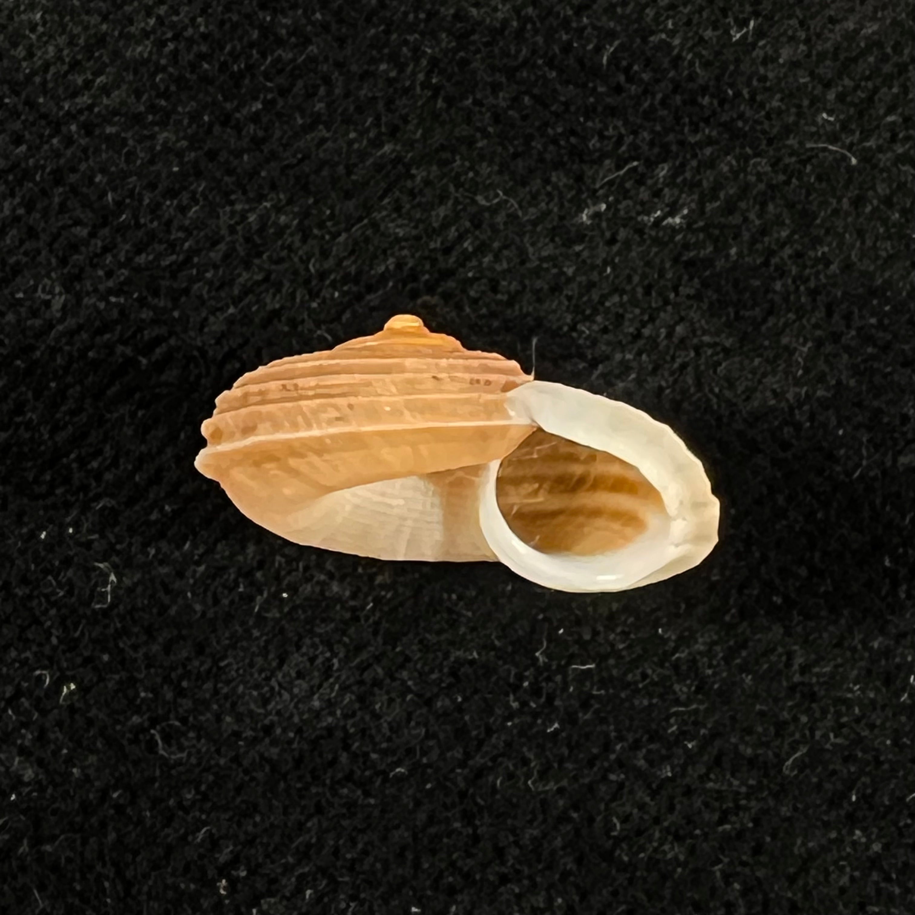 Tropidophora deshayesiana (Petit de la Saussaye, 1844) - 18,7mm