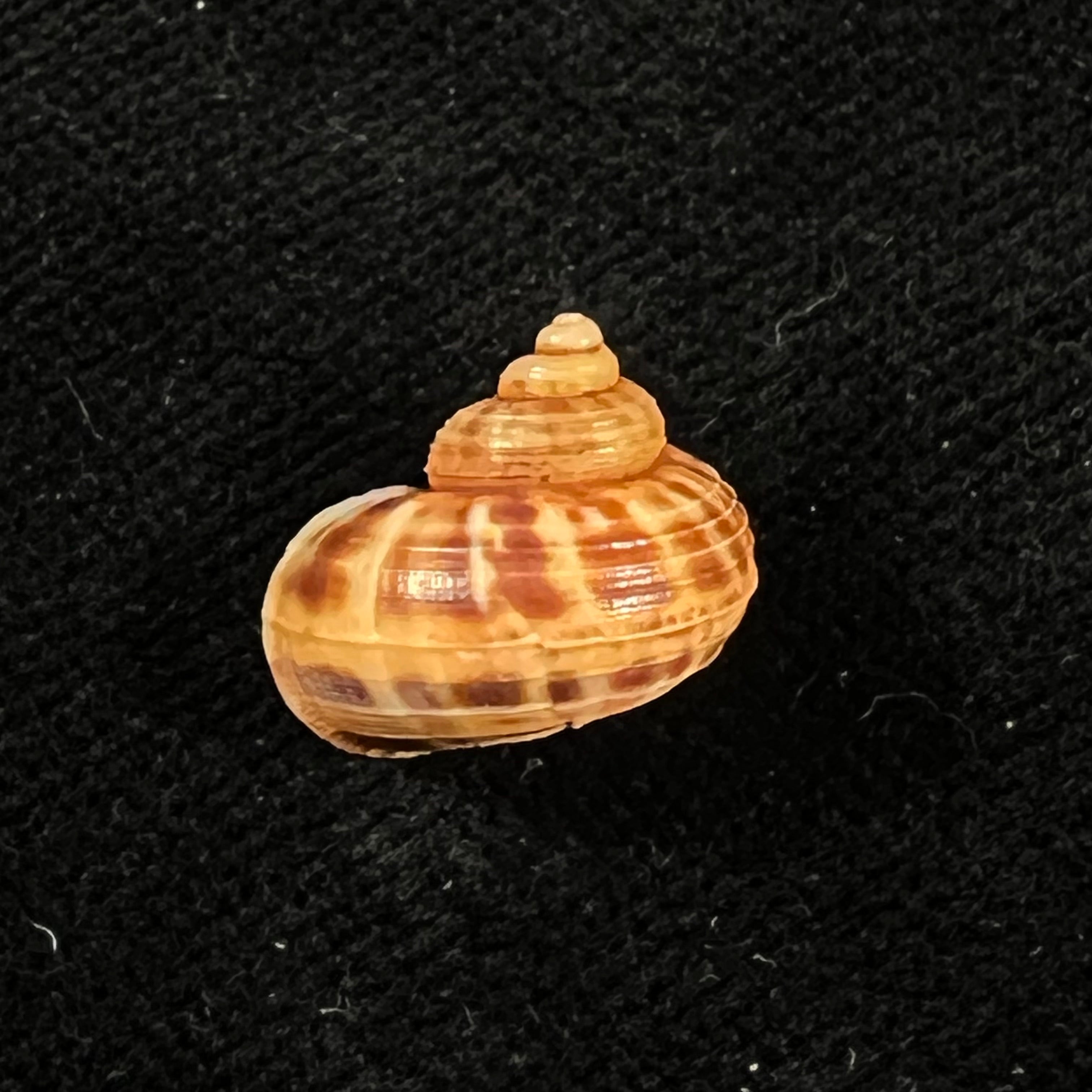 Tropidophora dingeoni Fischer-Piette, F. Blanc & Salvat, 1969 - 14mm