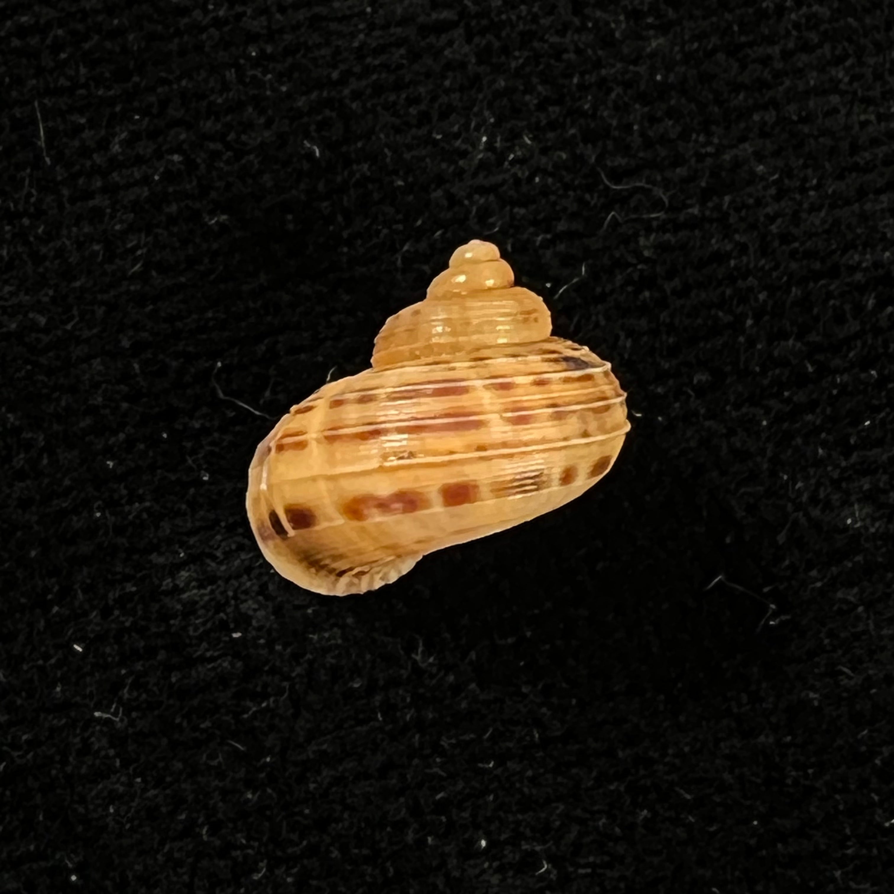 Tropidophora dingeoni Fischer-Piette, F. Blanc & Salvat, 1969 - 12,1mm