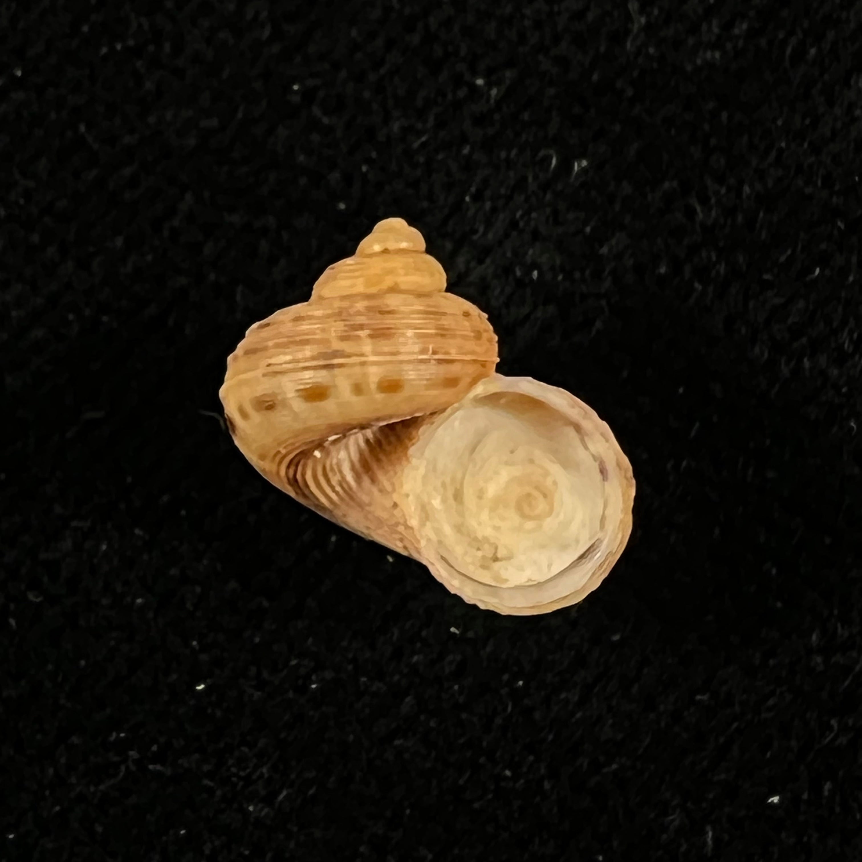 Tropidophora dingeoni Fischer-Piette, F. Blanc & Salvat, 1969 - 12,1mm