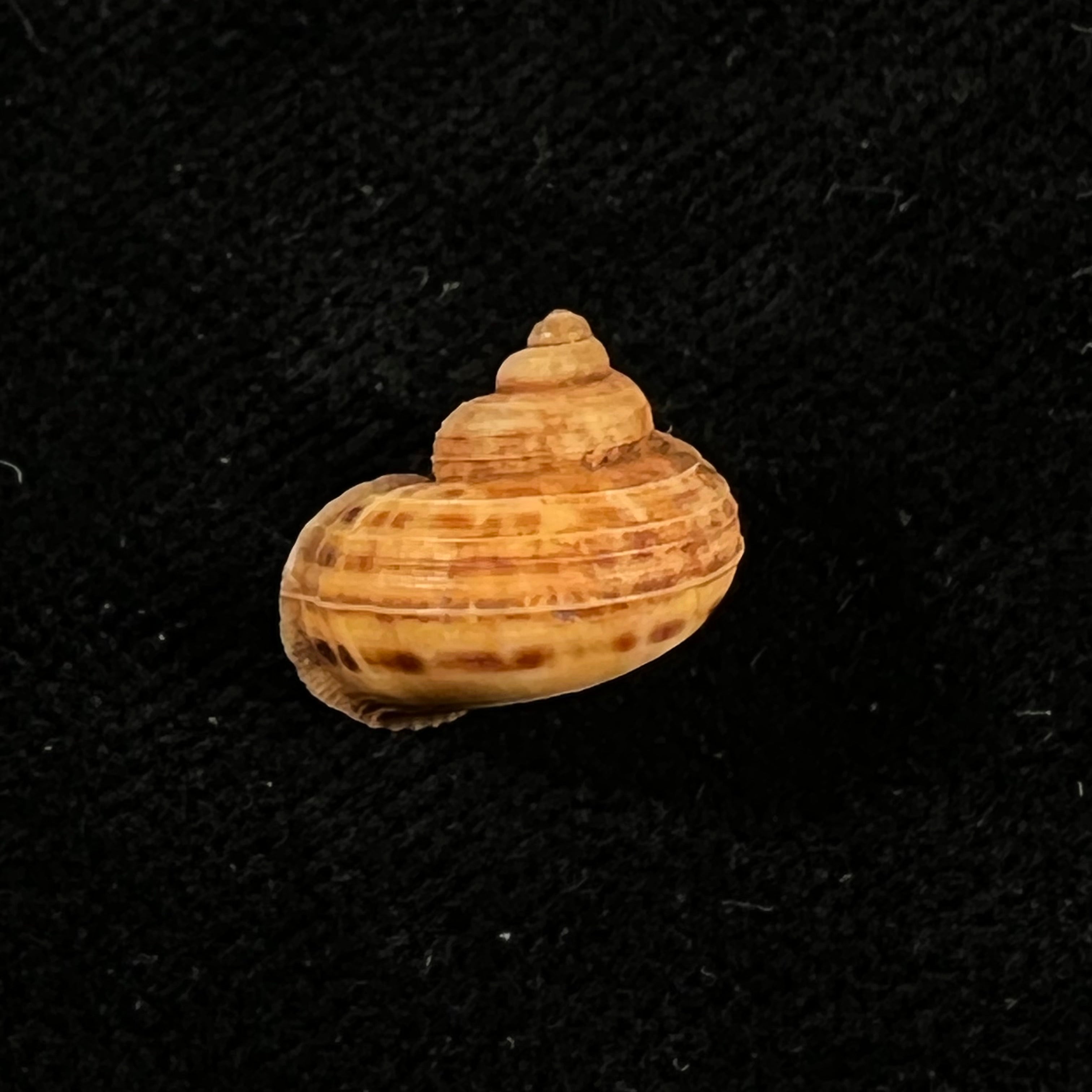 Tropidophora dingeoni Fischer-Piette, F. Blanc & Salvat, 1969 - 13,1mm