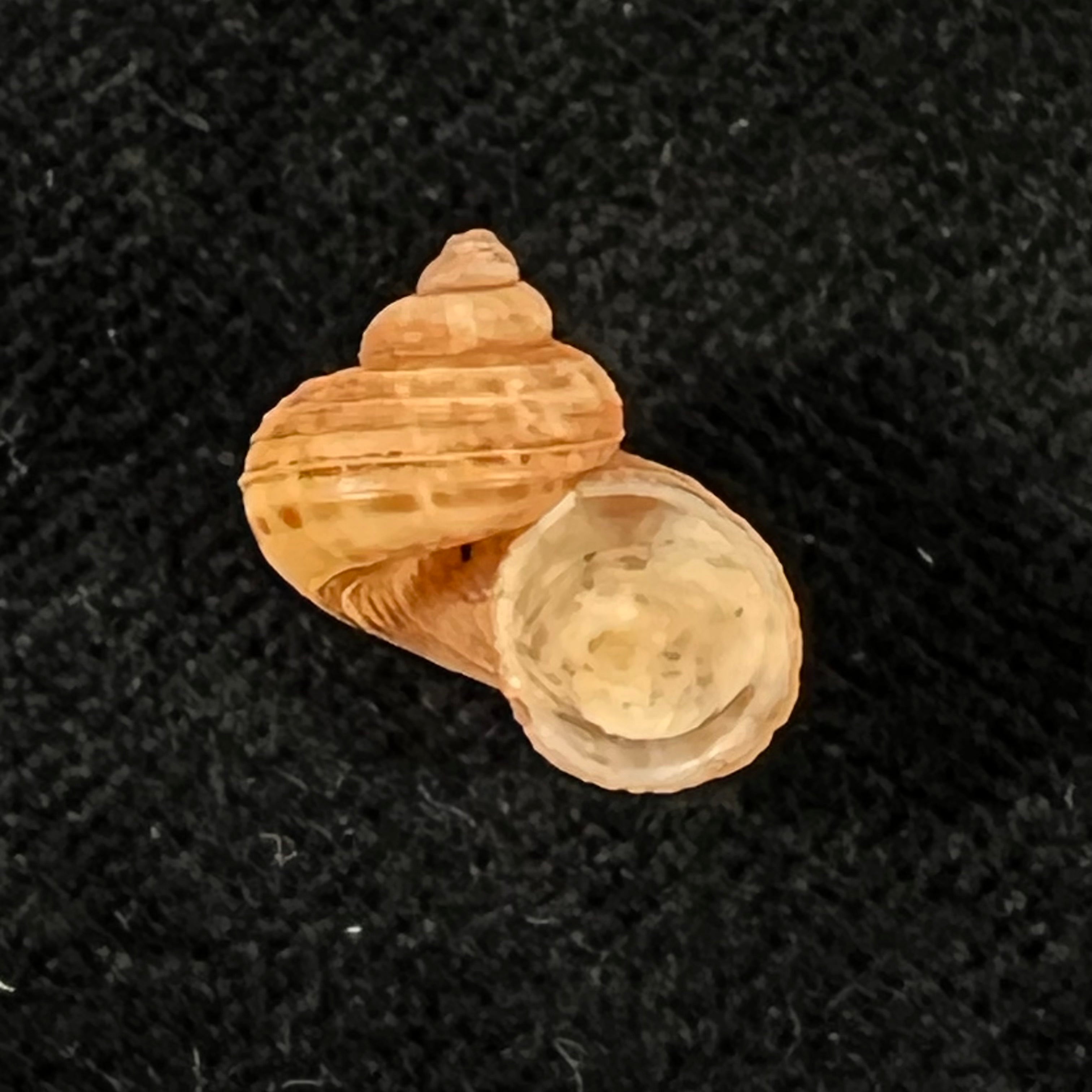 Tropidophora dingeoni Fischer-Piette, F. Blanc & Salvat, 1969 - 13,1mm