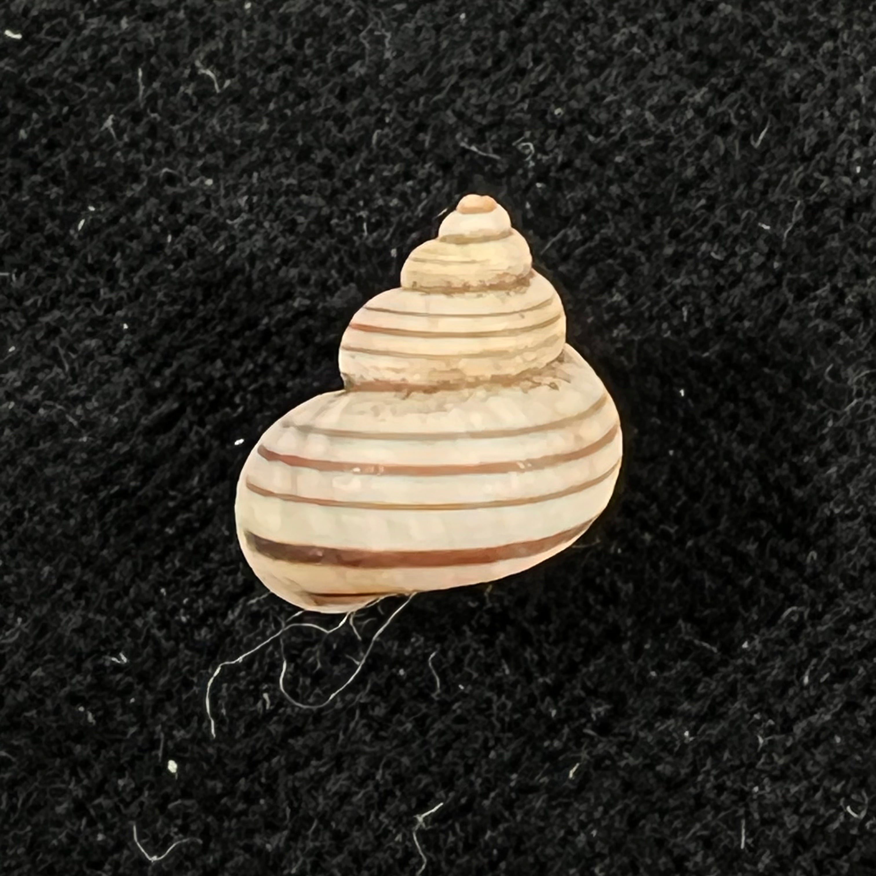 Tropidophora goudotiana (G. B. Sowerby II, 1853) - 13,1mm