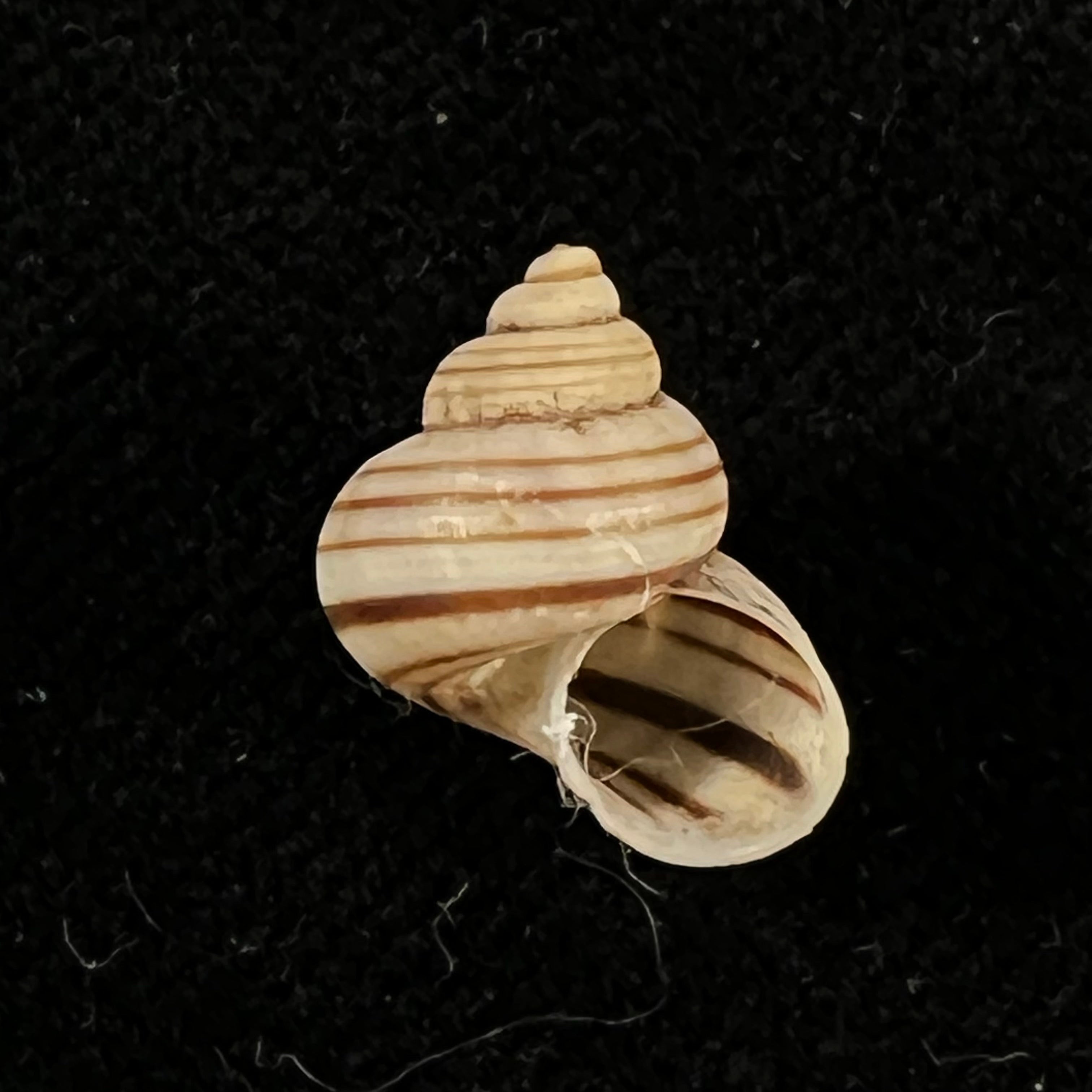 Tropidophora goudotiana (G. B. Sowerby II, 1853) - 13,1mm