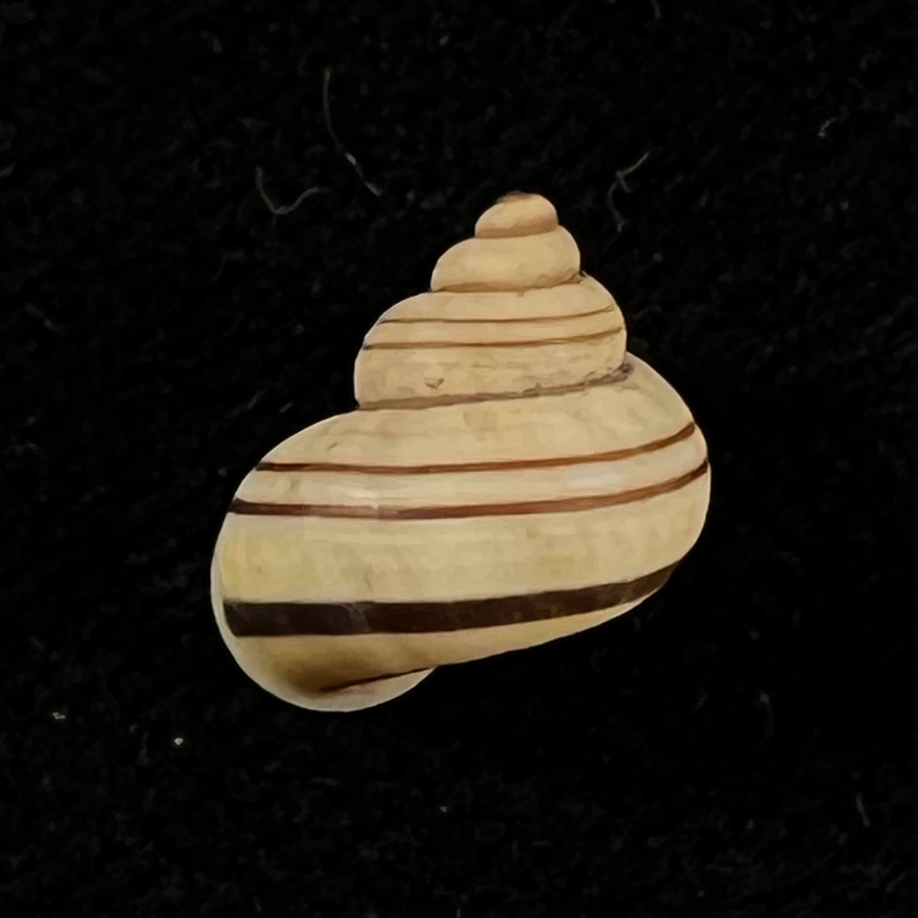 Tropidophora goudotiana (G. B. Sowerby II, 1853) - 11,6mm