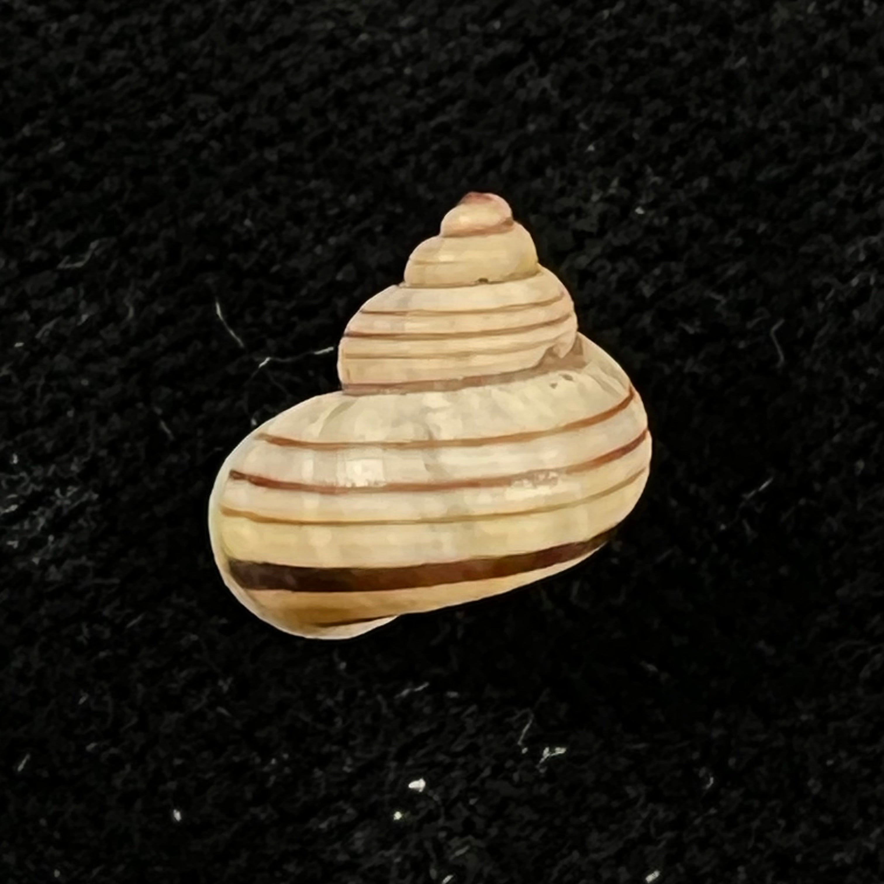 Tropidophora goudotiana (G. B. Sowerby II, 1853) - 11,8mm