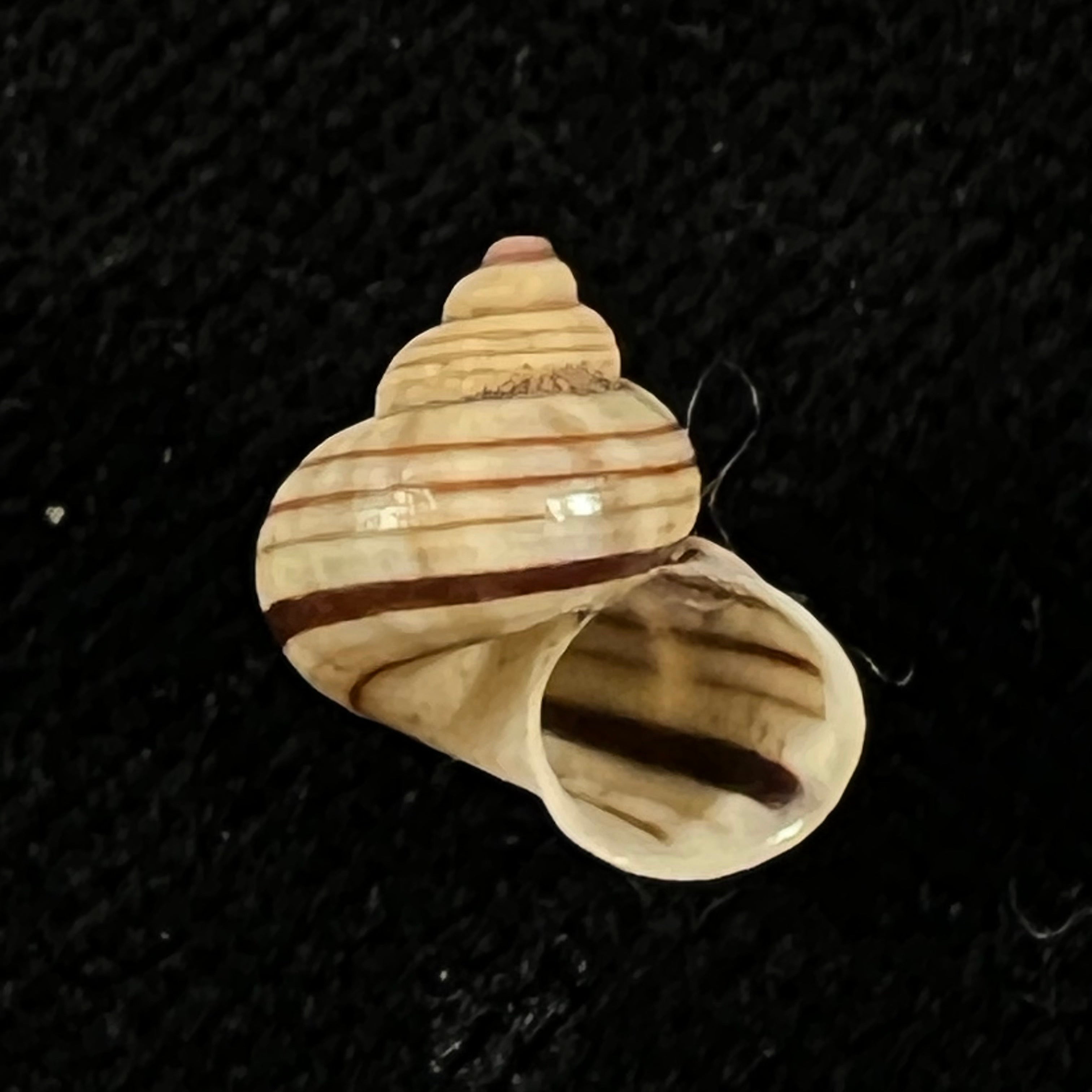 Tropidophora goudotiana (G. B. Sowerby II, 1853) - 11,8mm