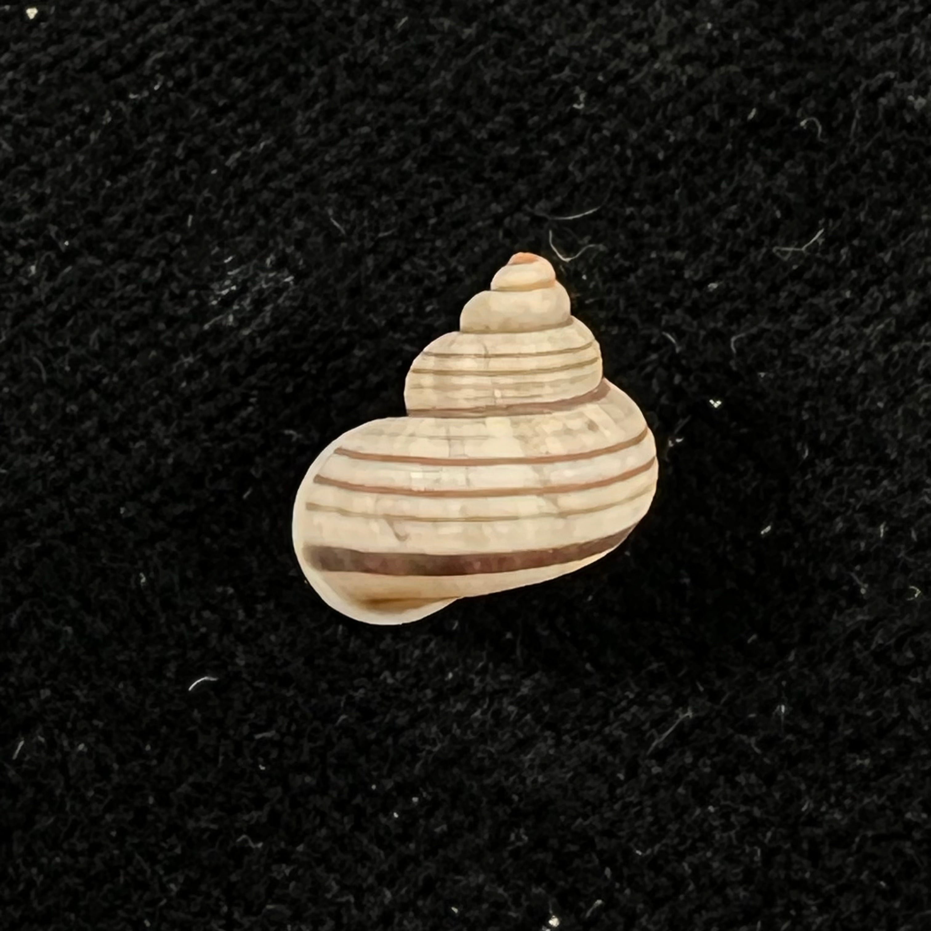 Tropidophora goudotiana (G. B. Sowerby II, 1853) - 11,9mm