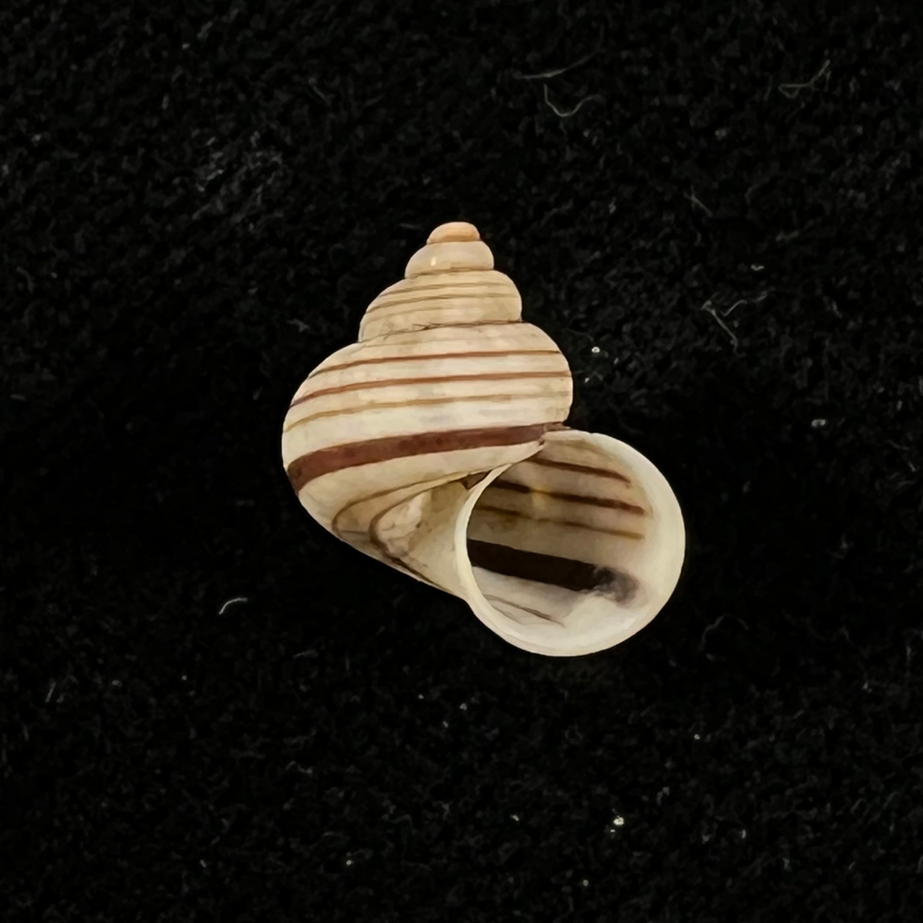 Tropidophora goudotiana (G. B. Sowerby II, 1853) - 11,9mm