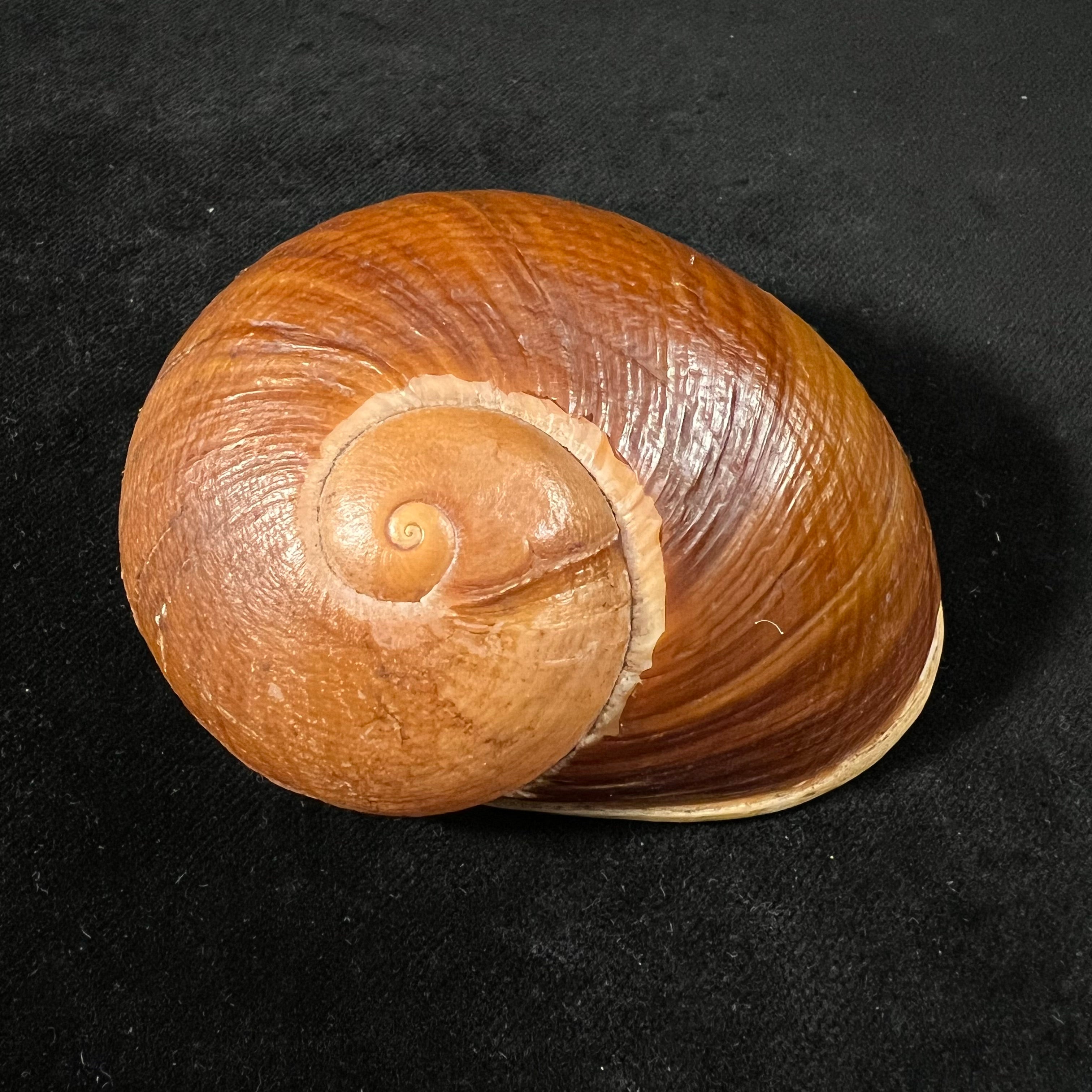 Helicophanta vesicalis (Lamarck, 1822) - 83,2mm