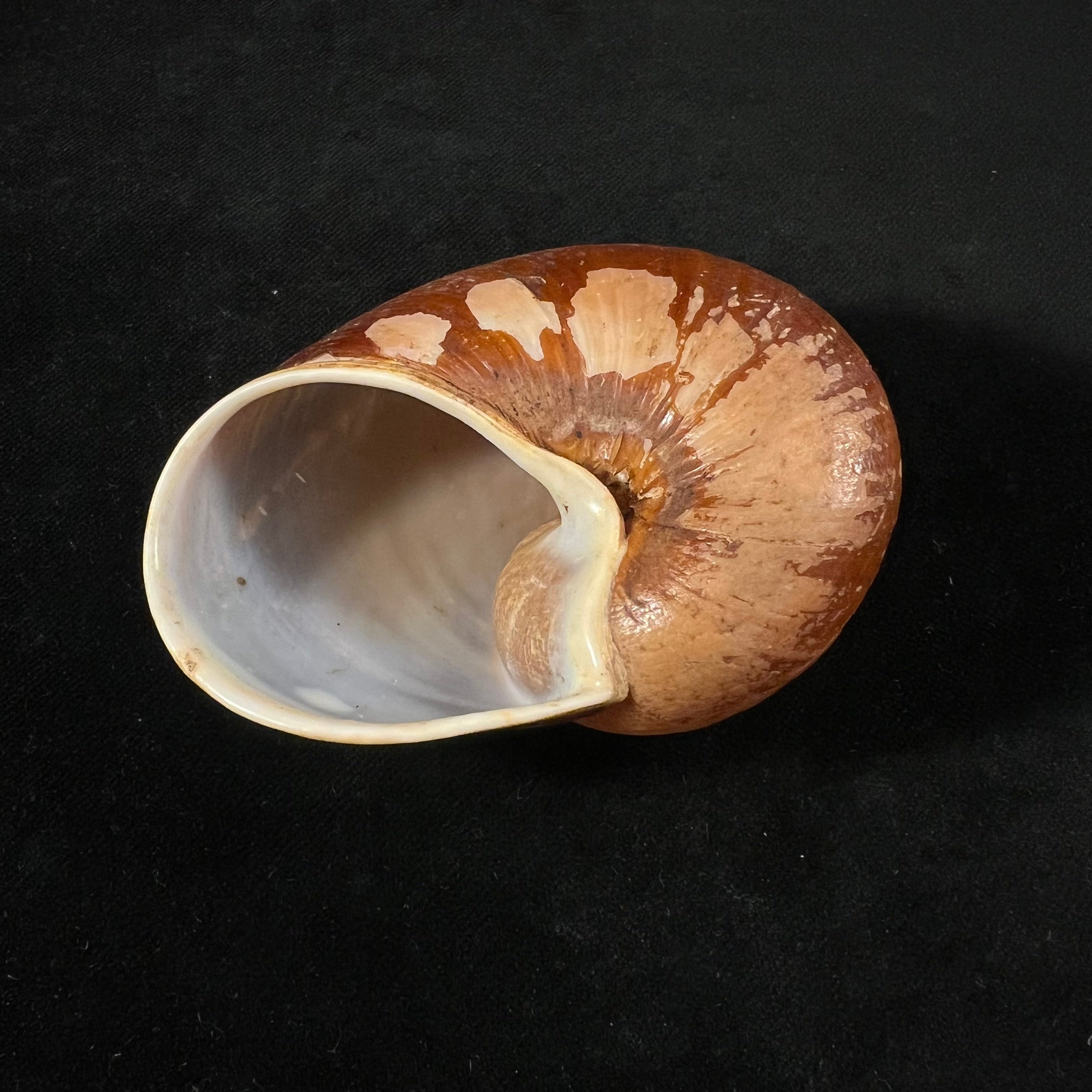 Helicophanta vesicalis (Lamarck, 1822) - 83,2mm