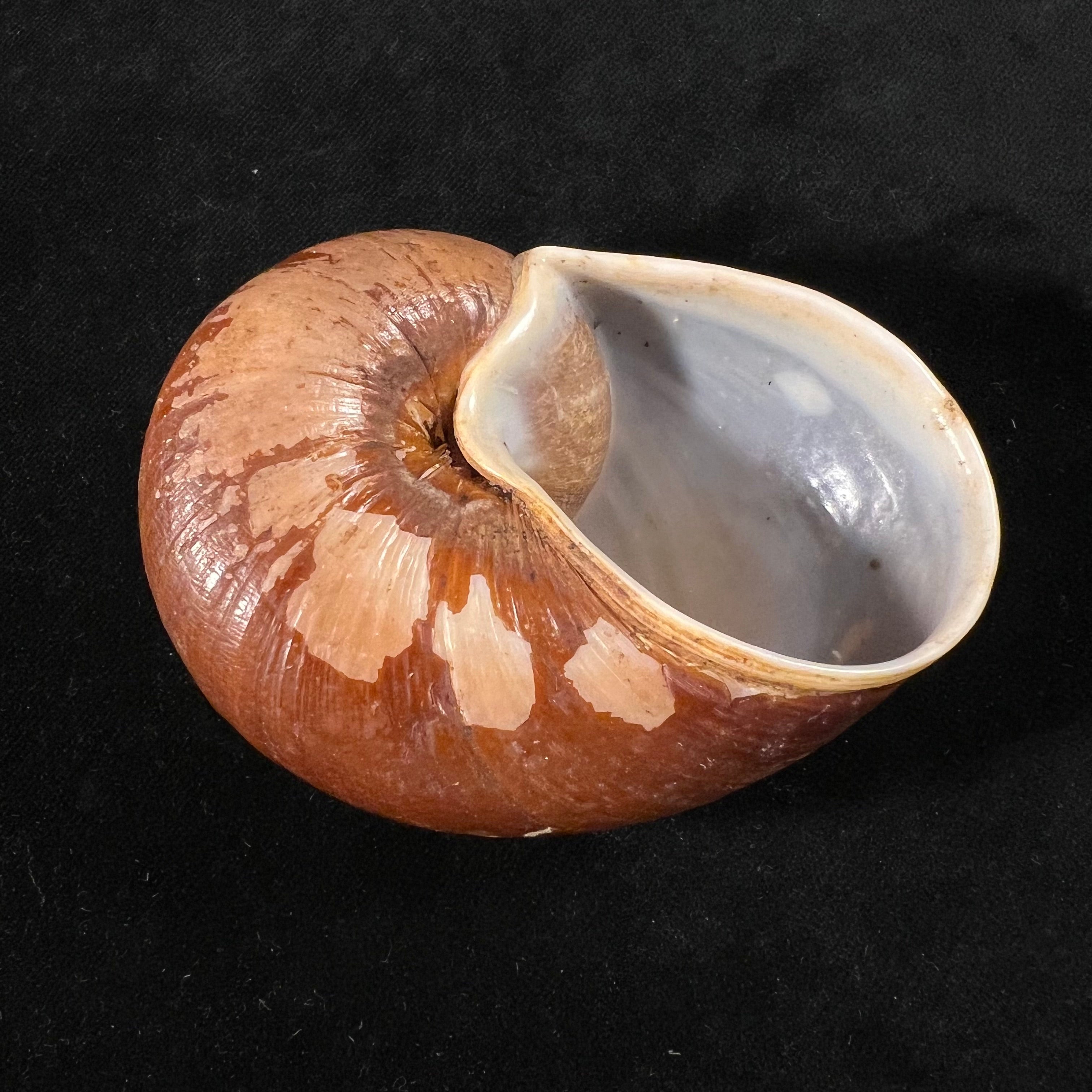 Helicophanta vesicalis (Lamarck, 1822) - 83,2mm