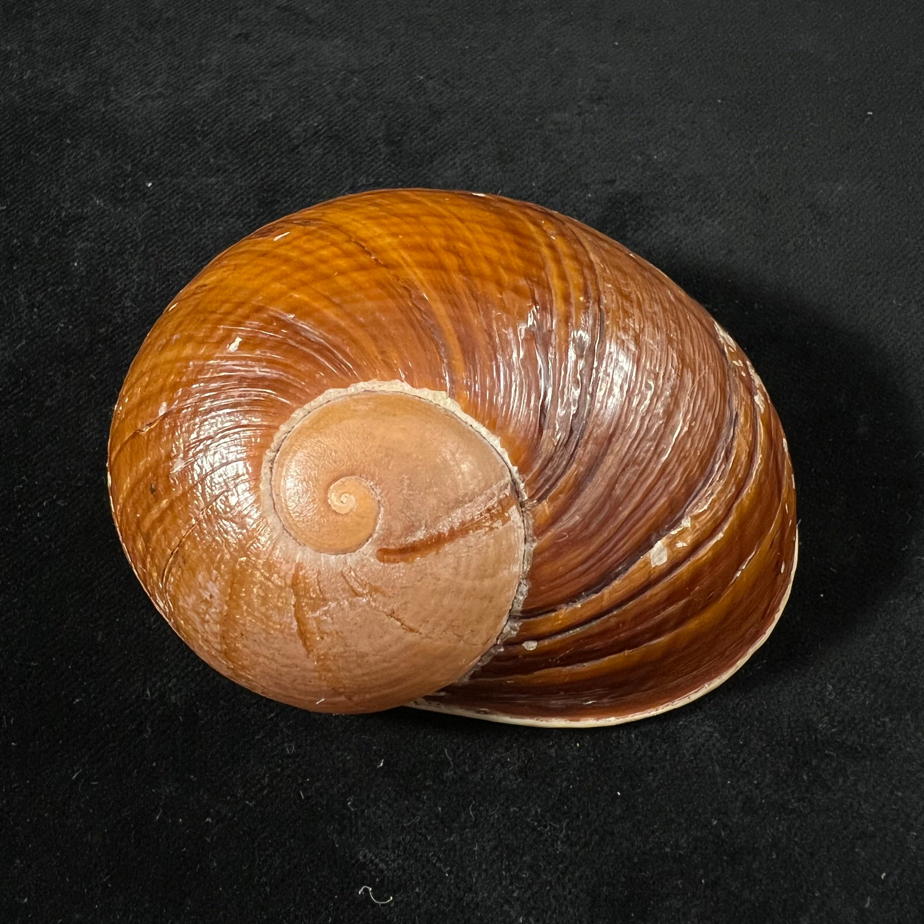 Helicophanta vesicalis (Lamarck, 1822) - 83,6mm