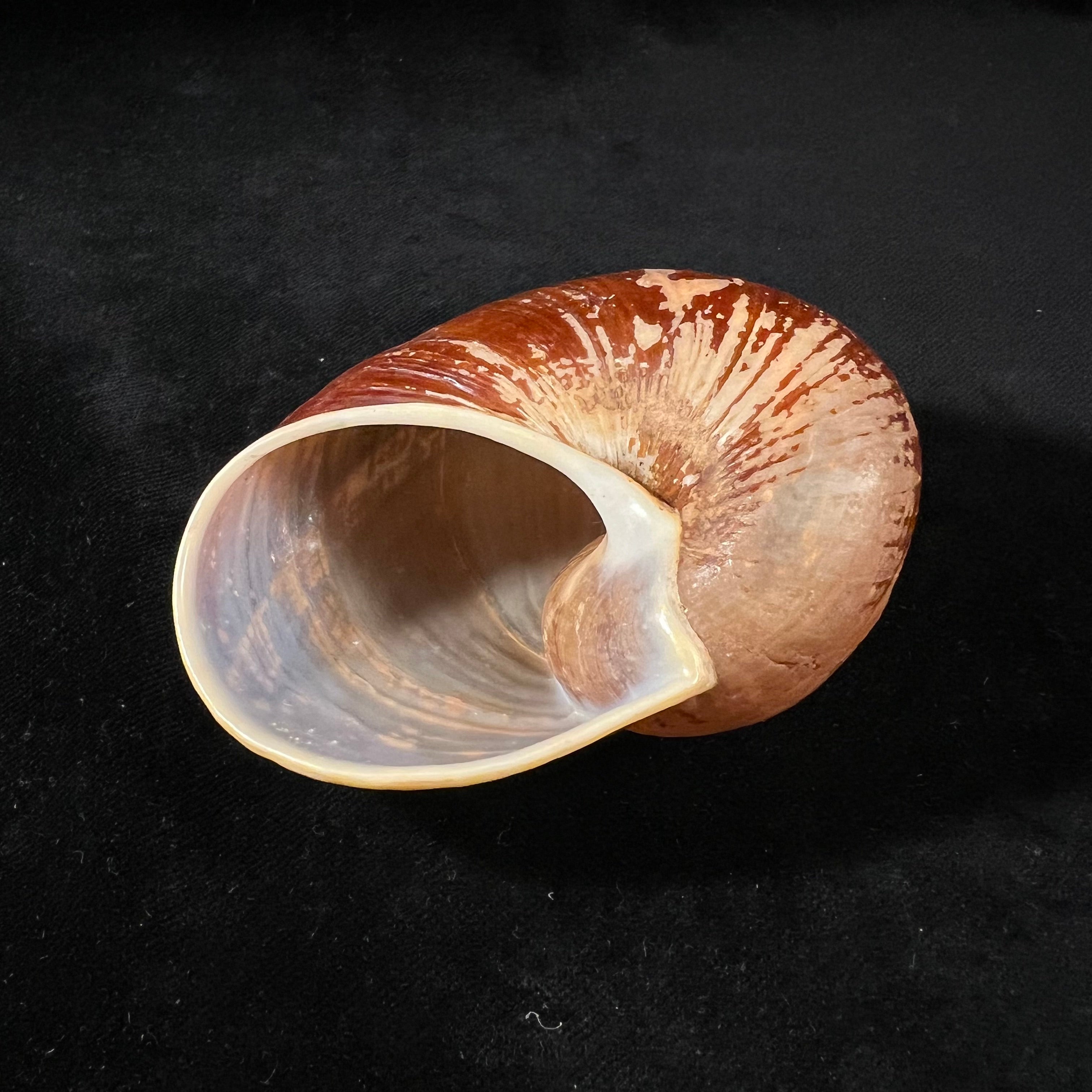 Helicophanta vesicalis (Lamarck, 1822) - 83,6mm