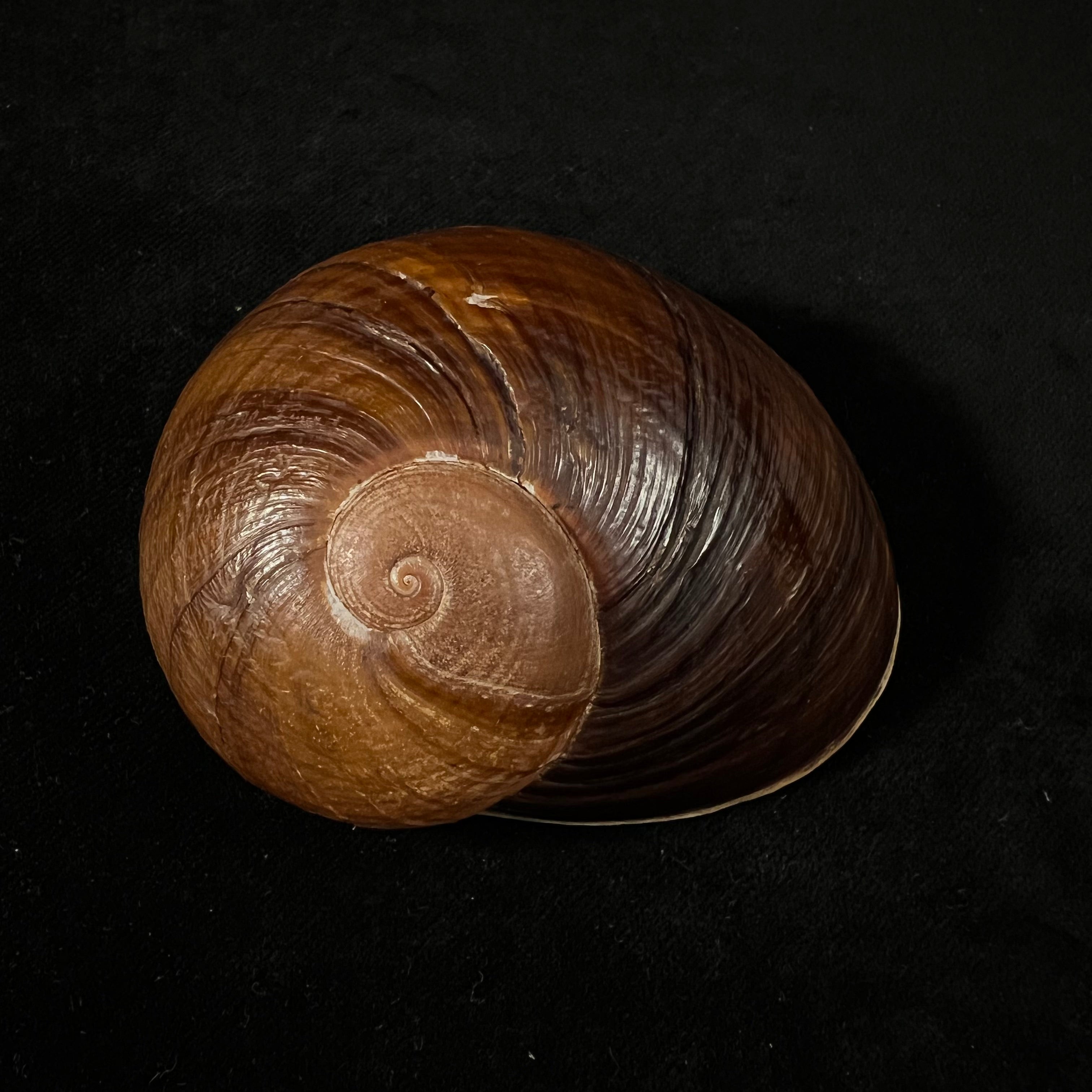 Helicophanta vesicalis (Lamarck, 1822) - 79,8mm