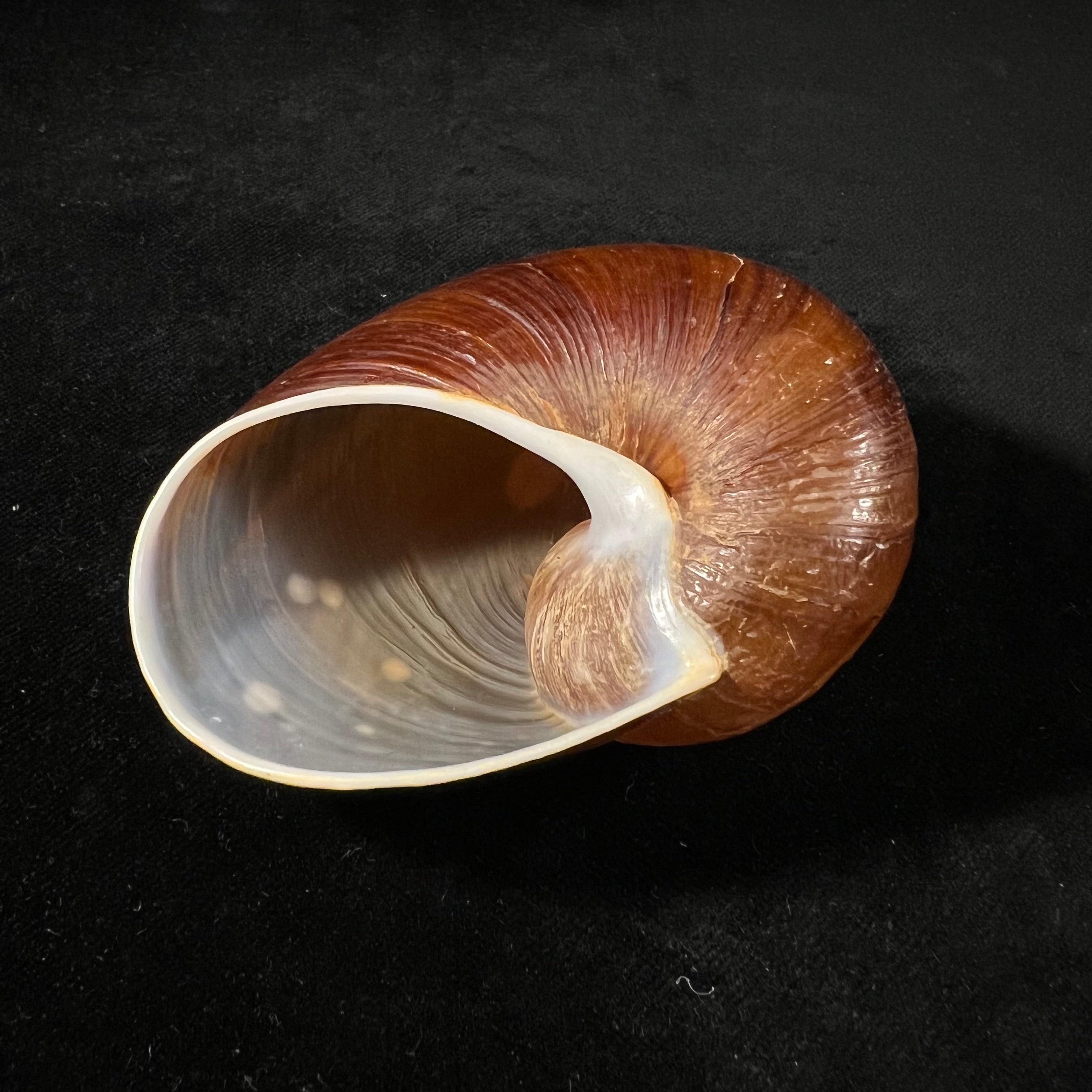 Helicophanta vesicalis (Lamarck, 1822) - 79,8mm