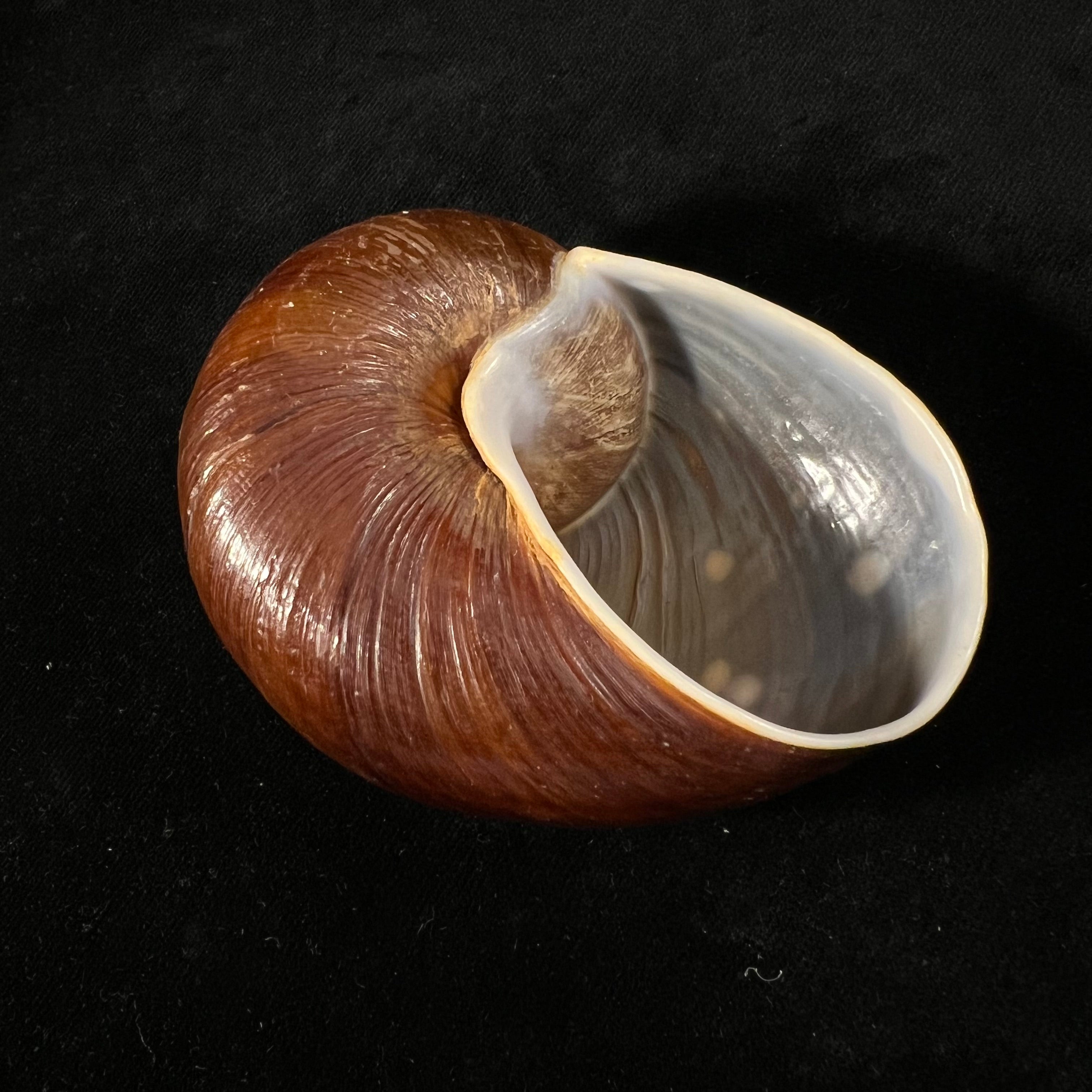 Helicophanta vesicalis (Lamarck, 1822) - 79,8mm