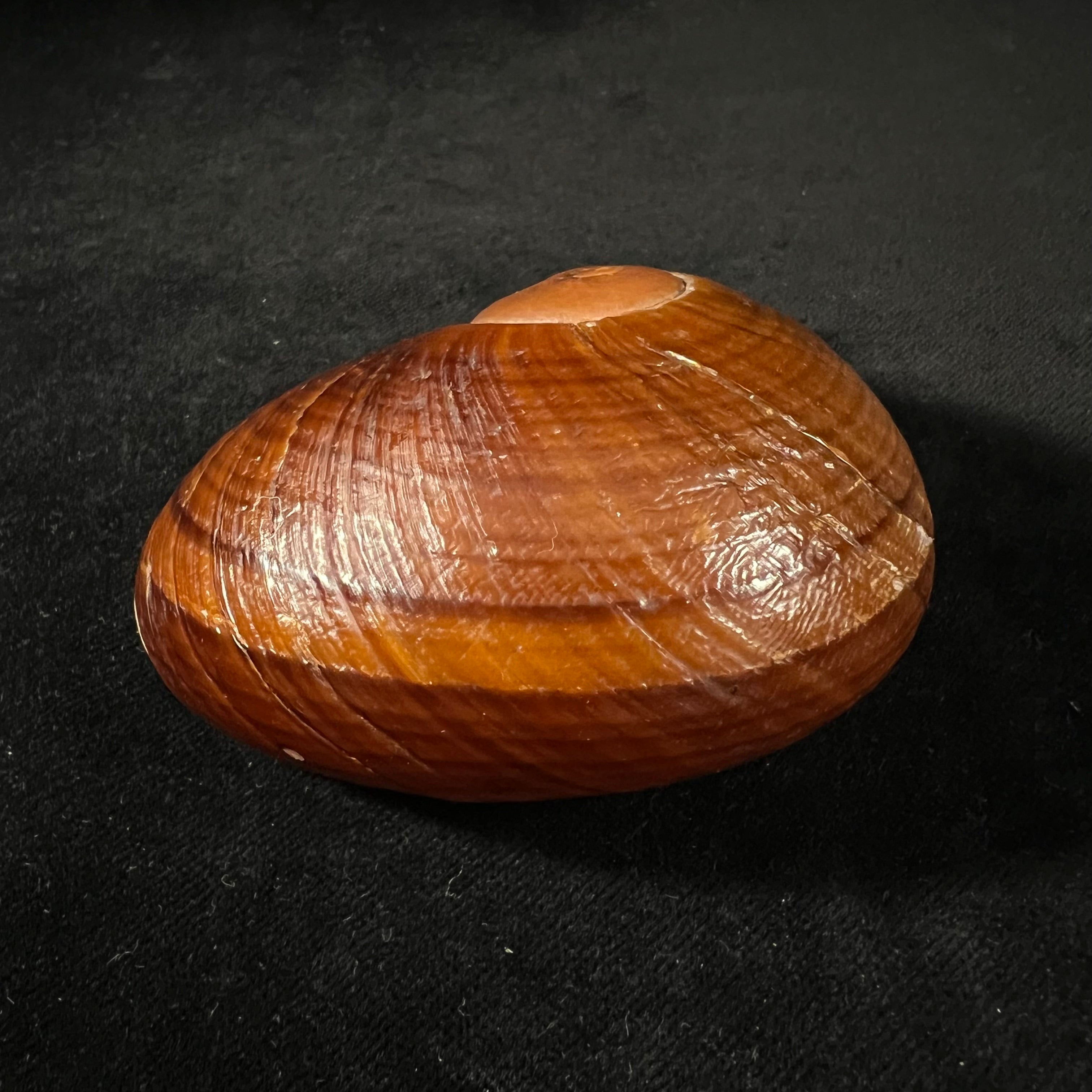 Helicophanta vesicalis (Lamarck, 1822) - 80,5mm