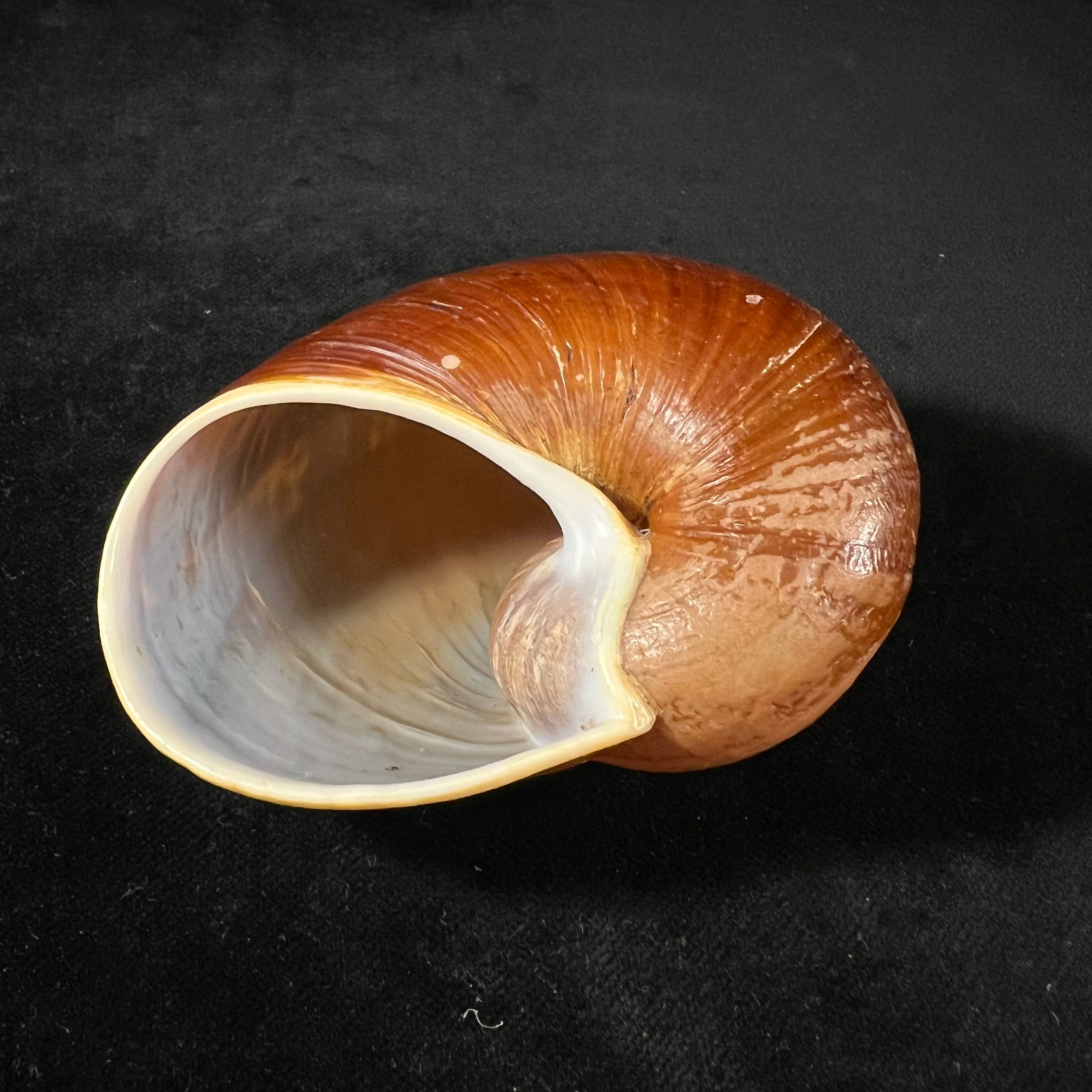 Helicophanta vesicalis (Lamarck, 1822) - 80,5mm