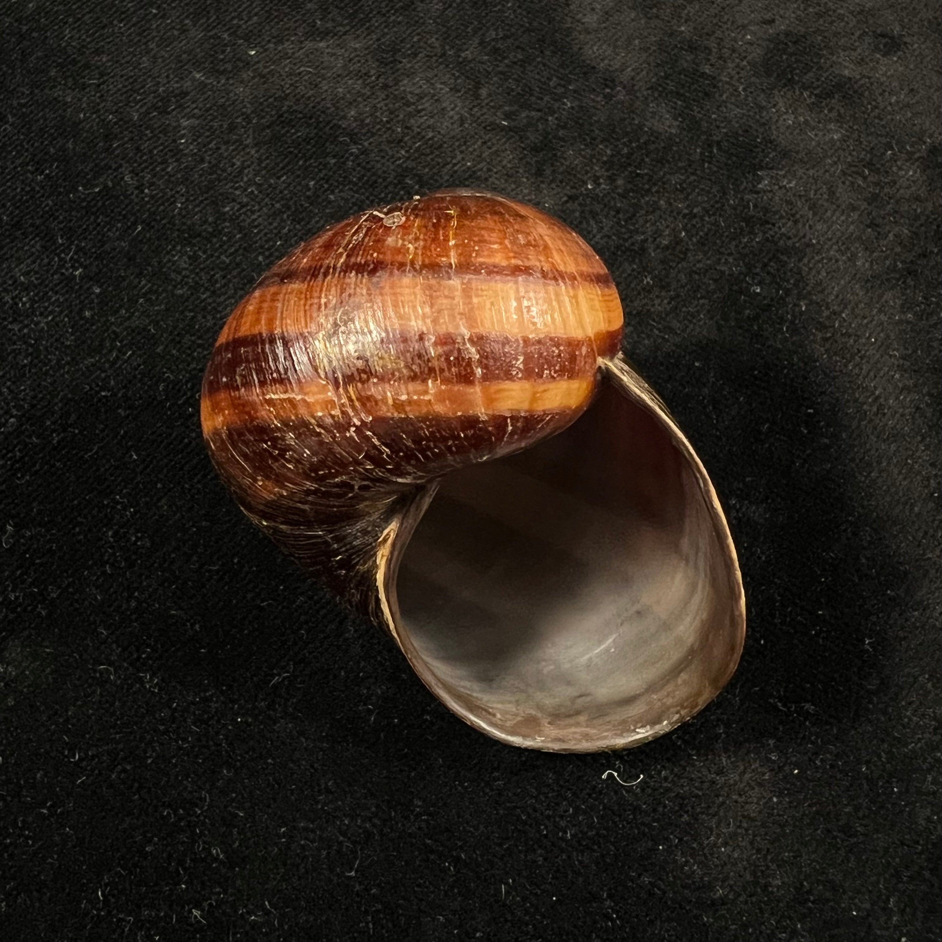 Helicophanta magnifica (A. Férussac, 1819) - 55,6mm