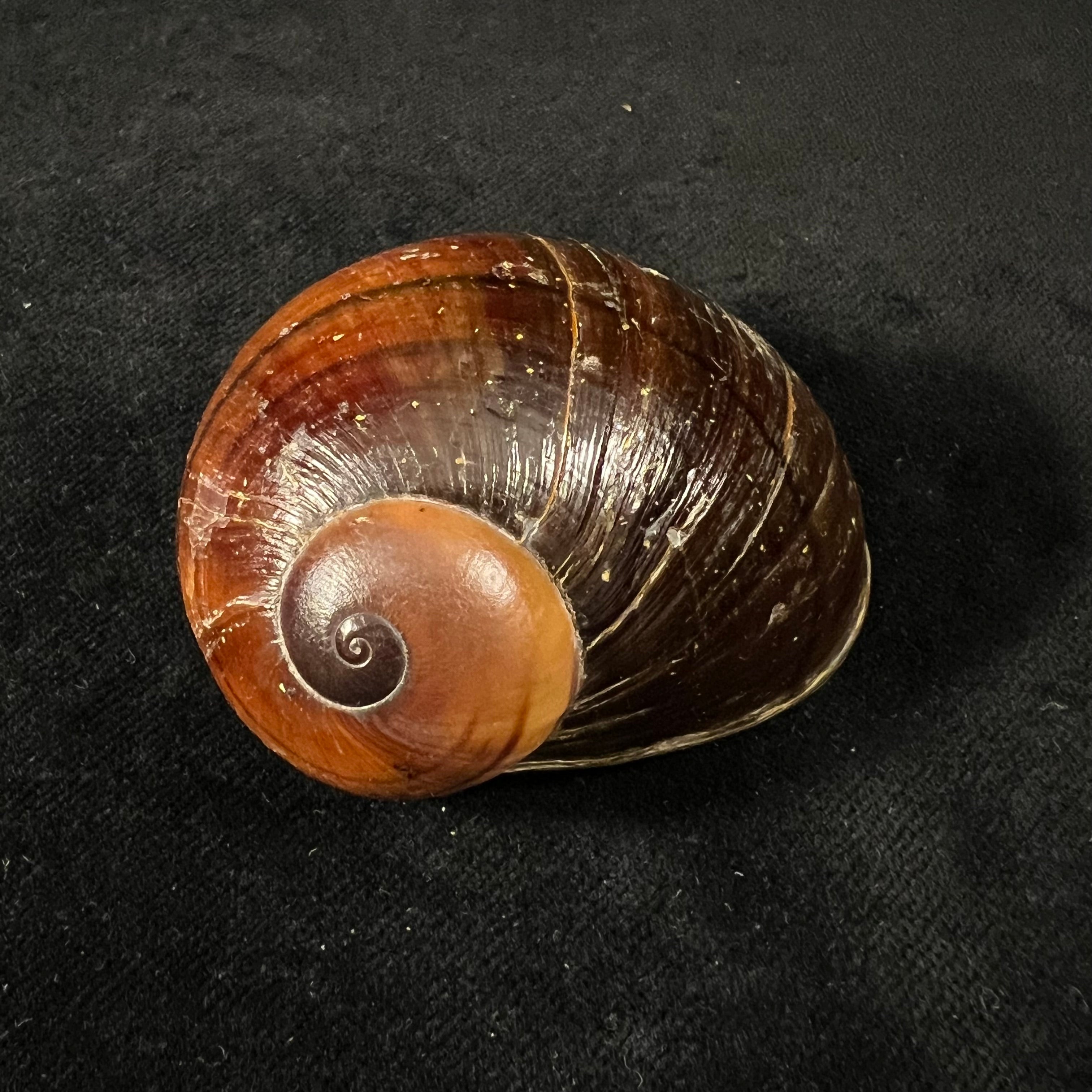 Helicophanta magnifica (A. Férussac, 1819) - 56,5mm