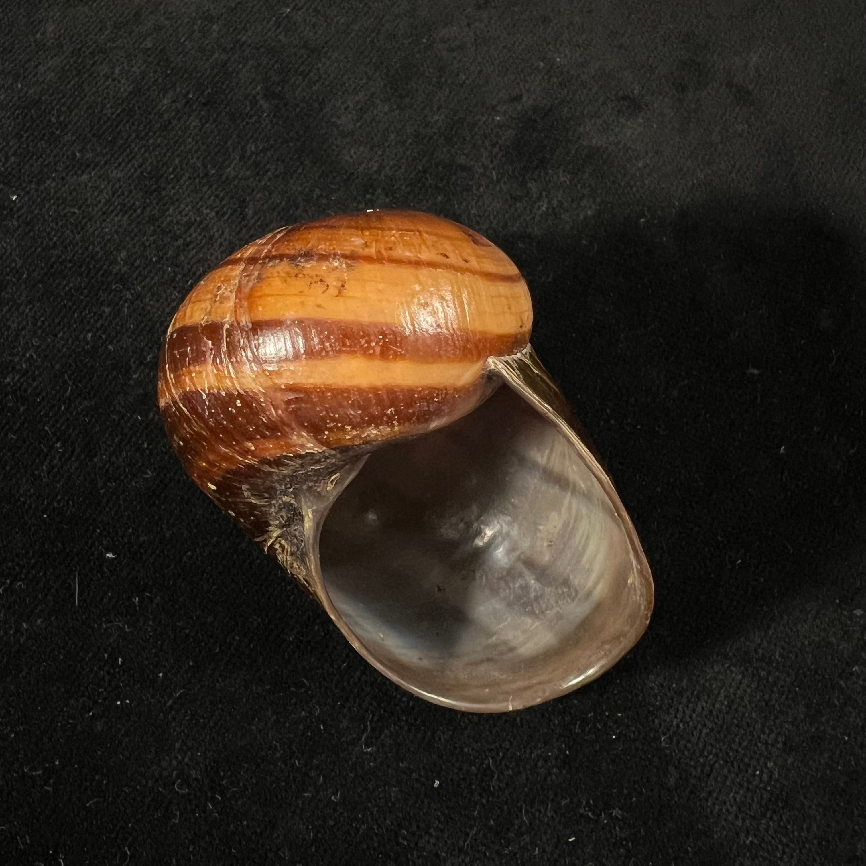 Helicophanta magnifica (A. Férussac, 1819) - 56,5mm