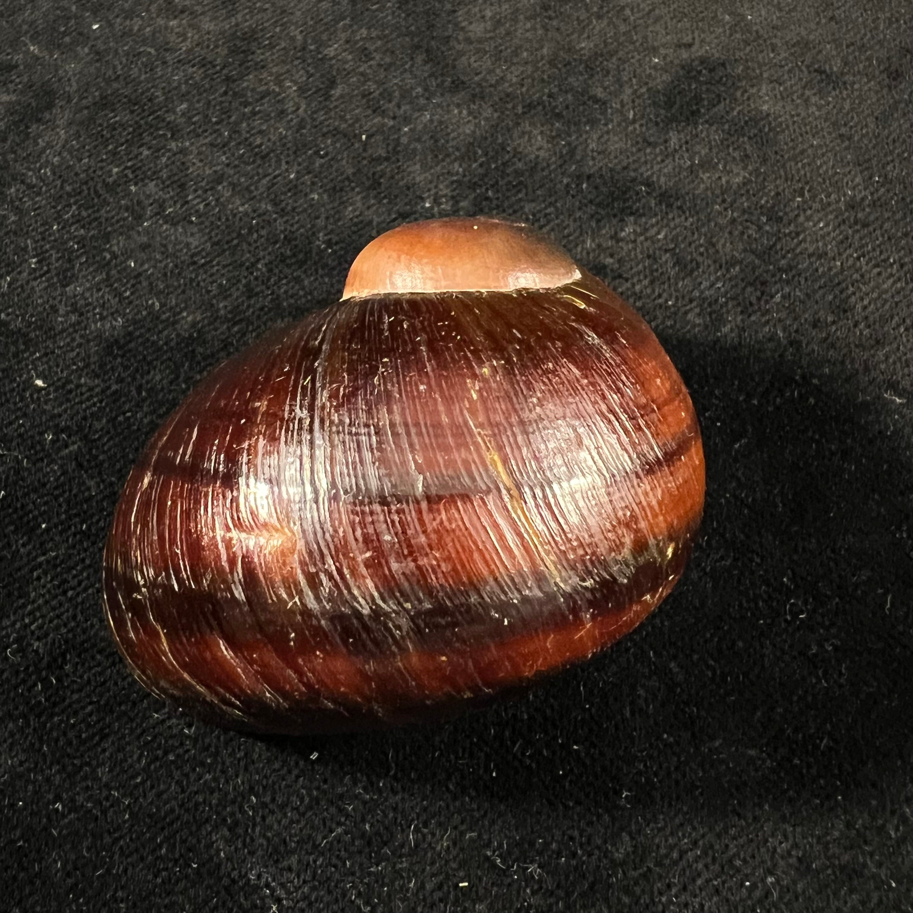 Helicophanta magnifica (A. Férussac, 1819) - 52,8mm