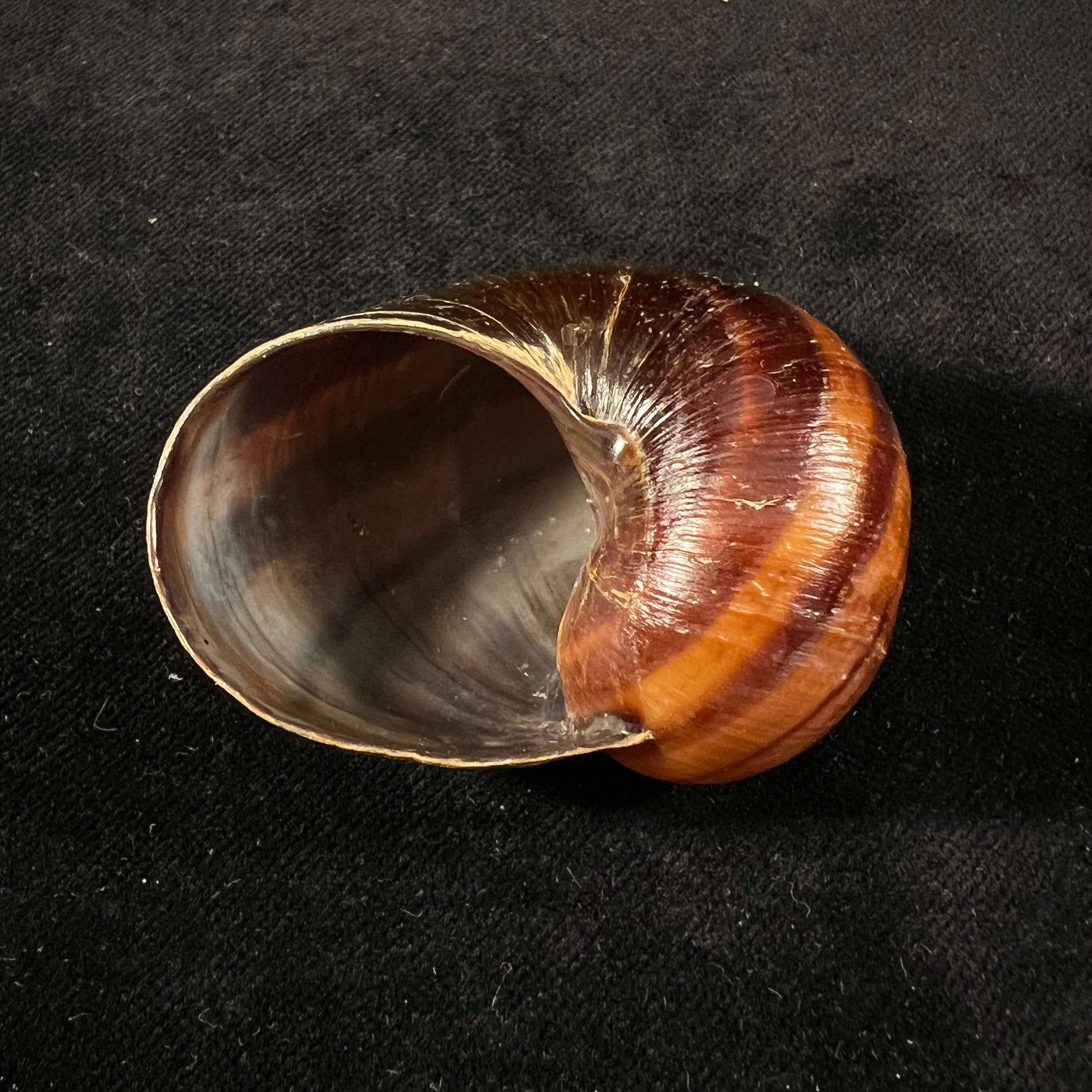 Helicophanta magnifica (A. Férussac, 1819) - 52,8mm