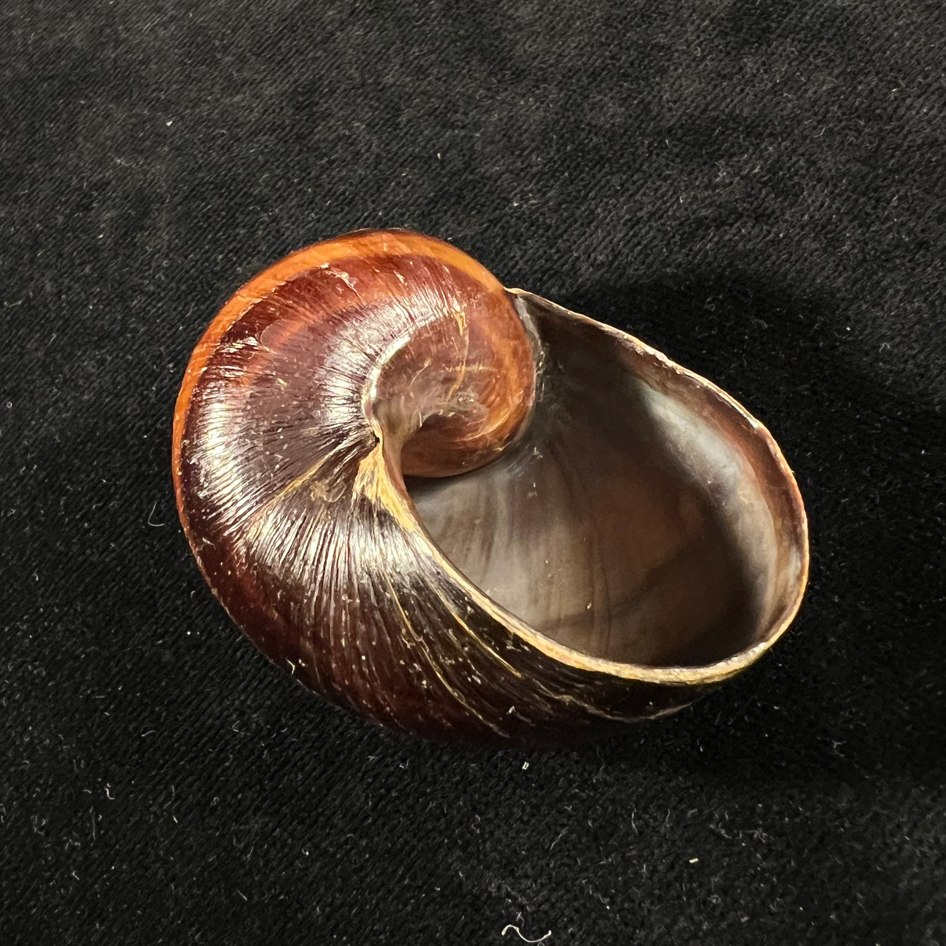 Helicophanta magnifica (A. Férussac, 1819) - 52,8mm