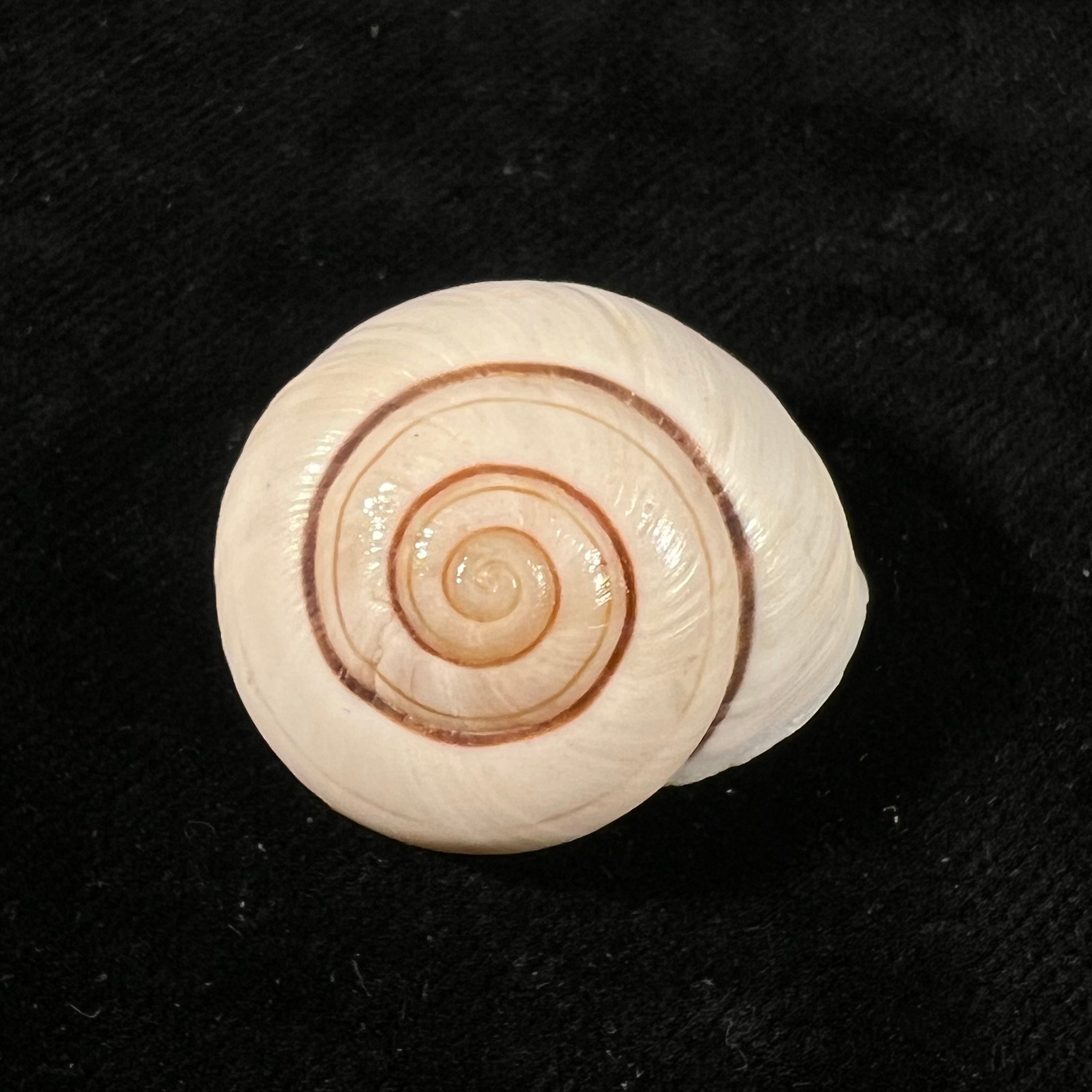 Ampelita robillardi (H. Adams & Angas, 1876) - 30,9mm