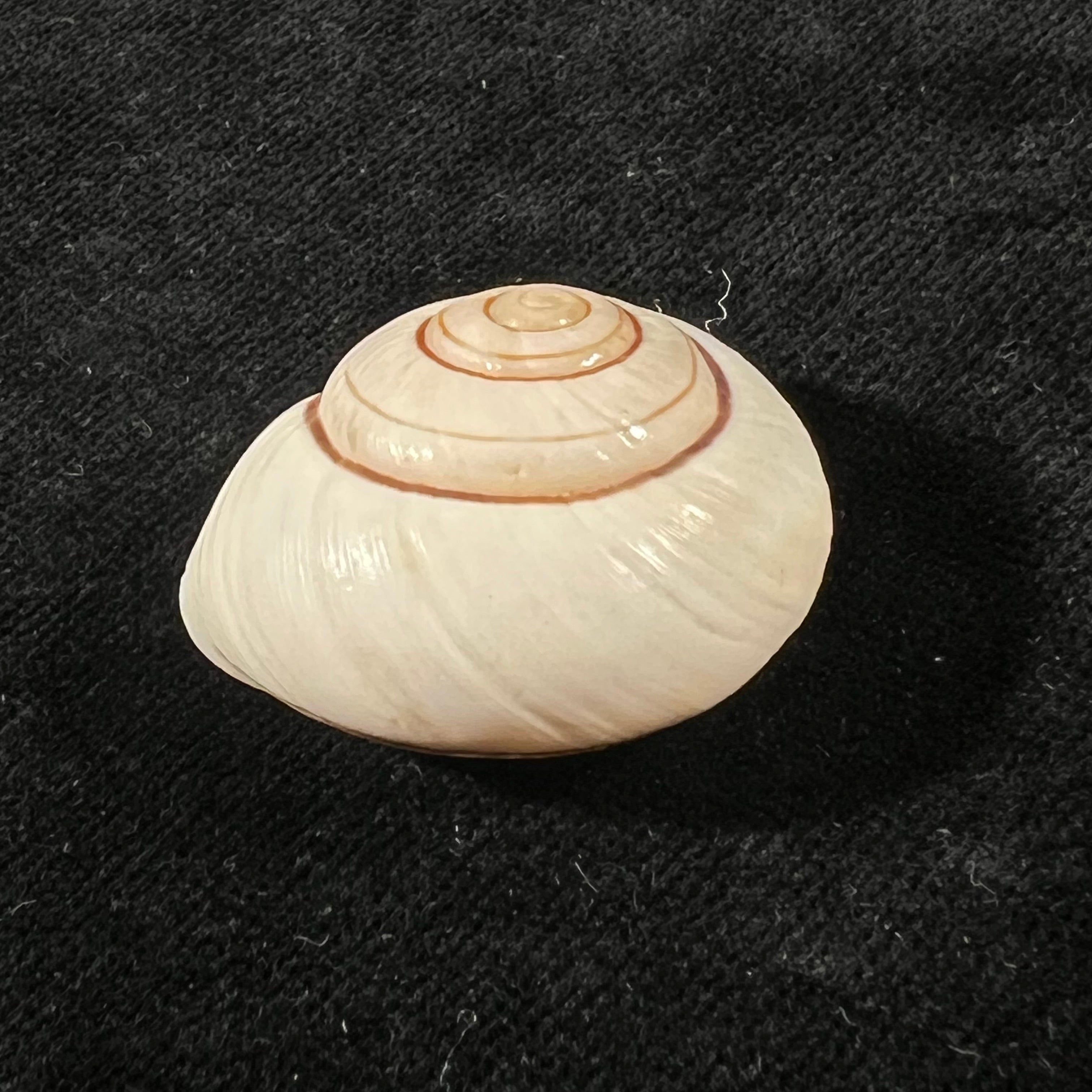 Ampelita robillardi (H. Adams & Angas, 1876) - 30,9mm