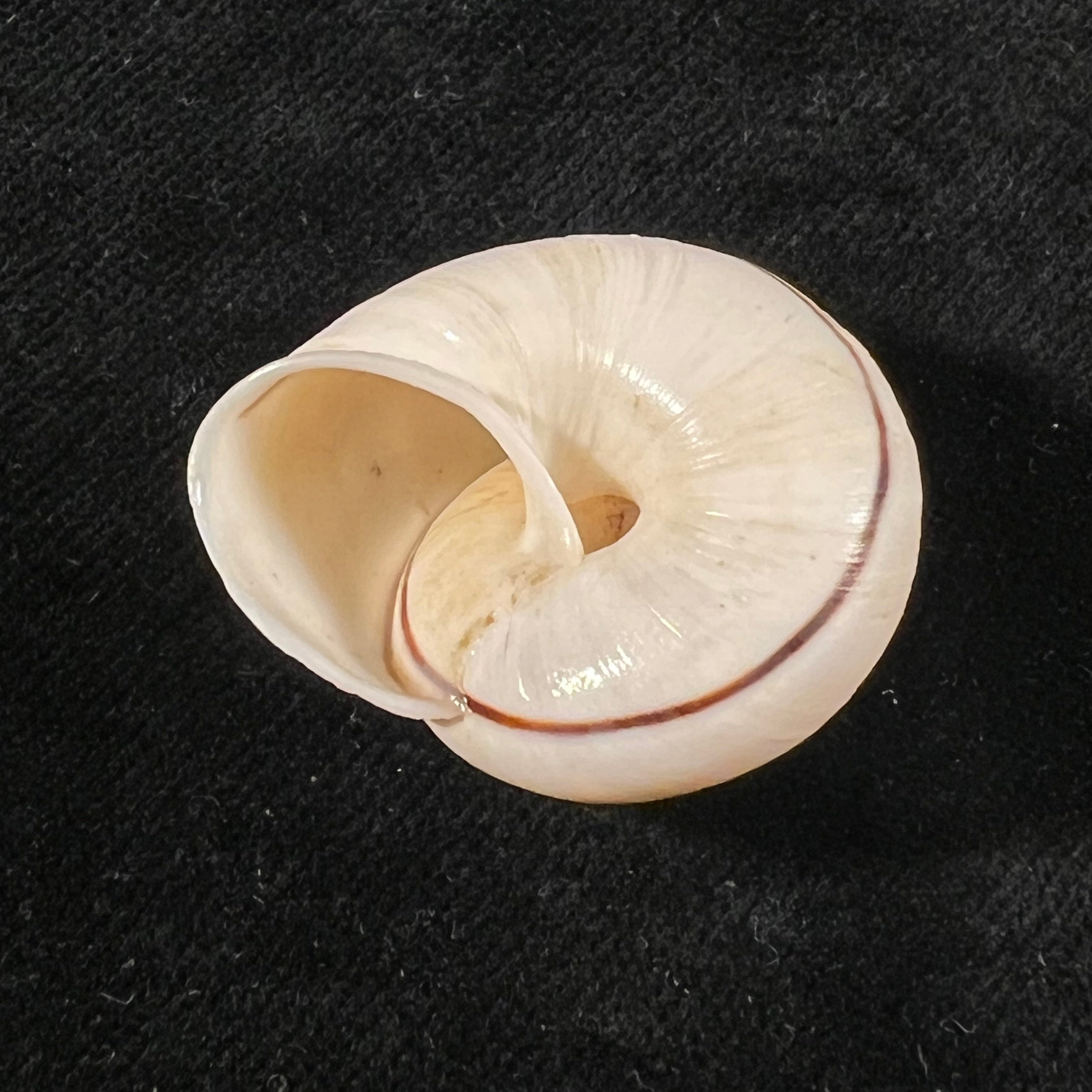 Ampelita robillardi (H. Adams & Angas, 1876) - 30,9mm