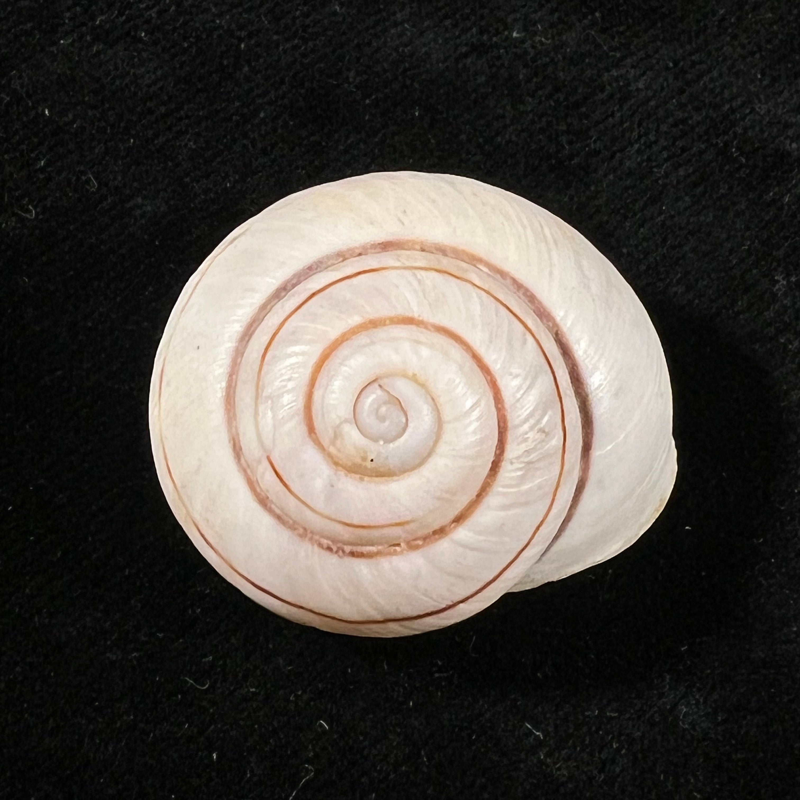 Ampelita robillardi (H. Adams & Angas, 1876) - 31,3mm